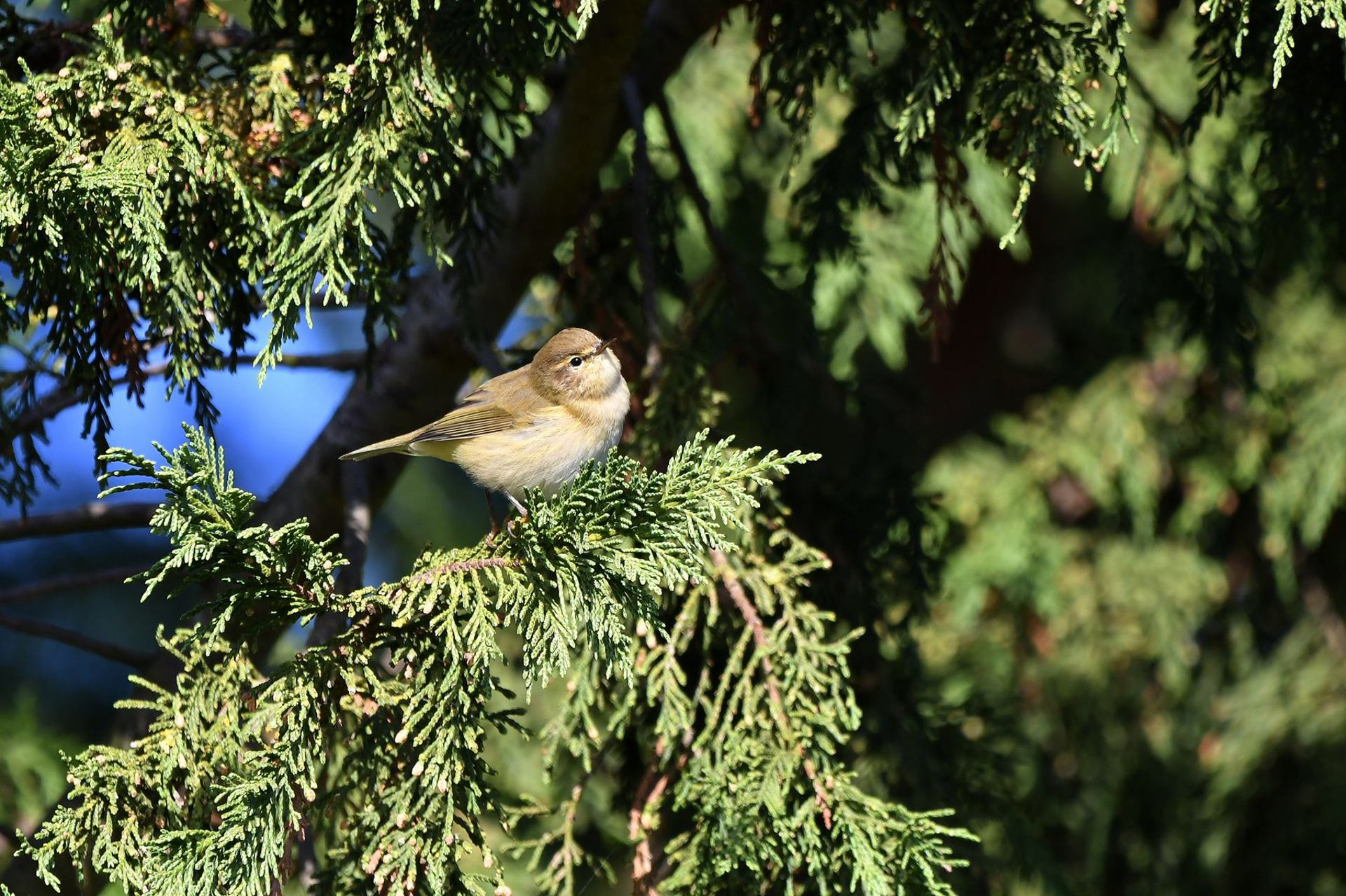 Pouillot véloce (France, dépt Vienne, 10/25)