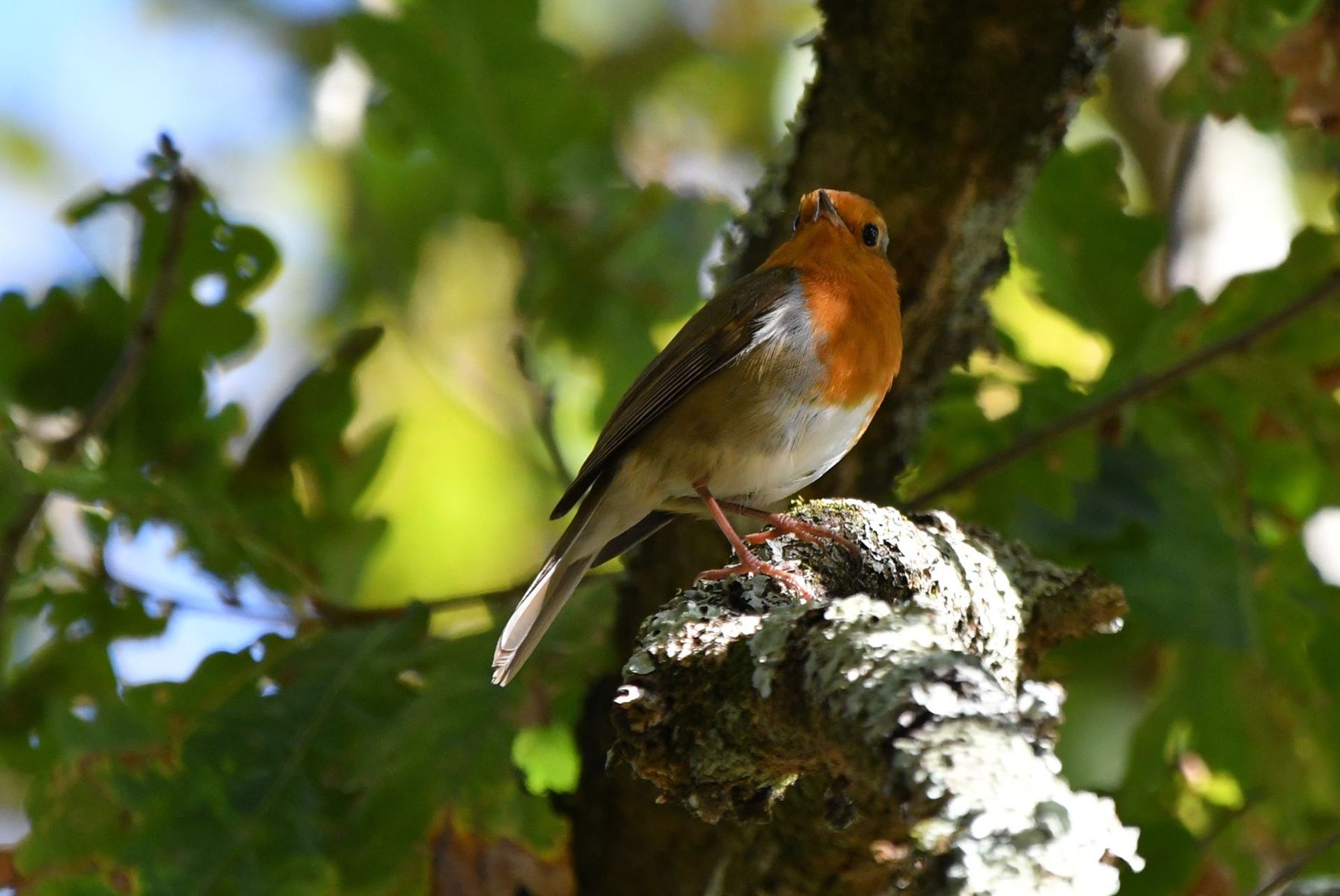 Rougegorge familier (France, dépt Vienne, 10/25)