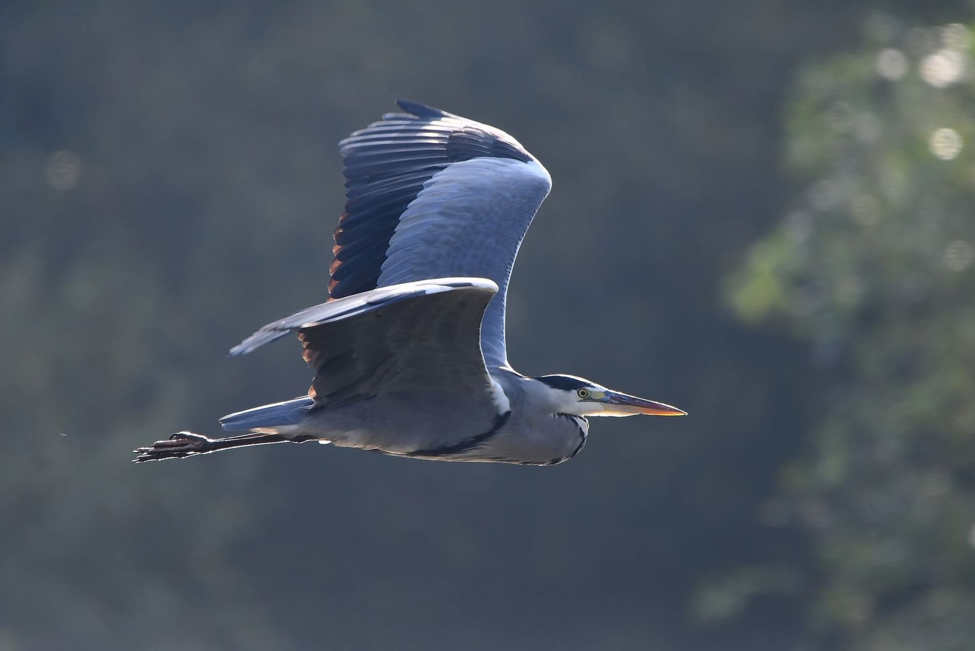 Héron cendré (France, dépt Vienne, 10/25)
