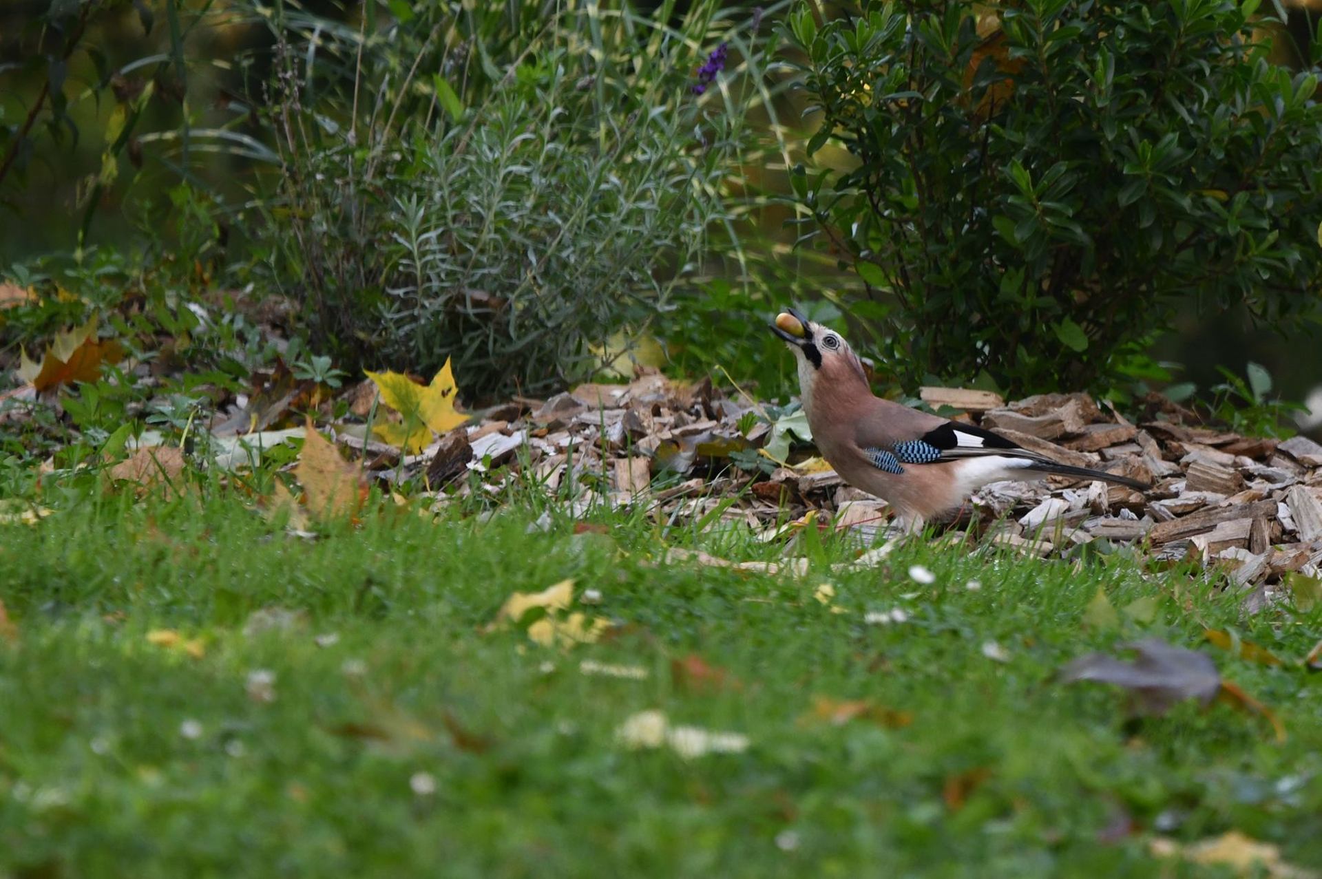 Geai des chênes (France, dépt Vienne, 10/25)