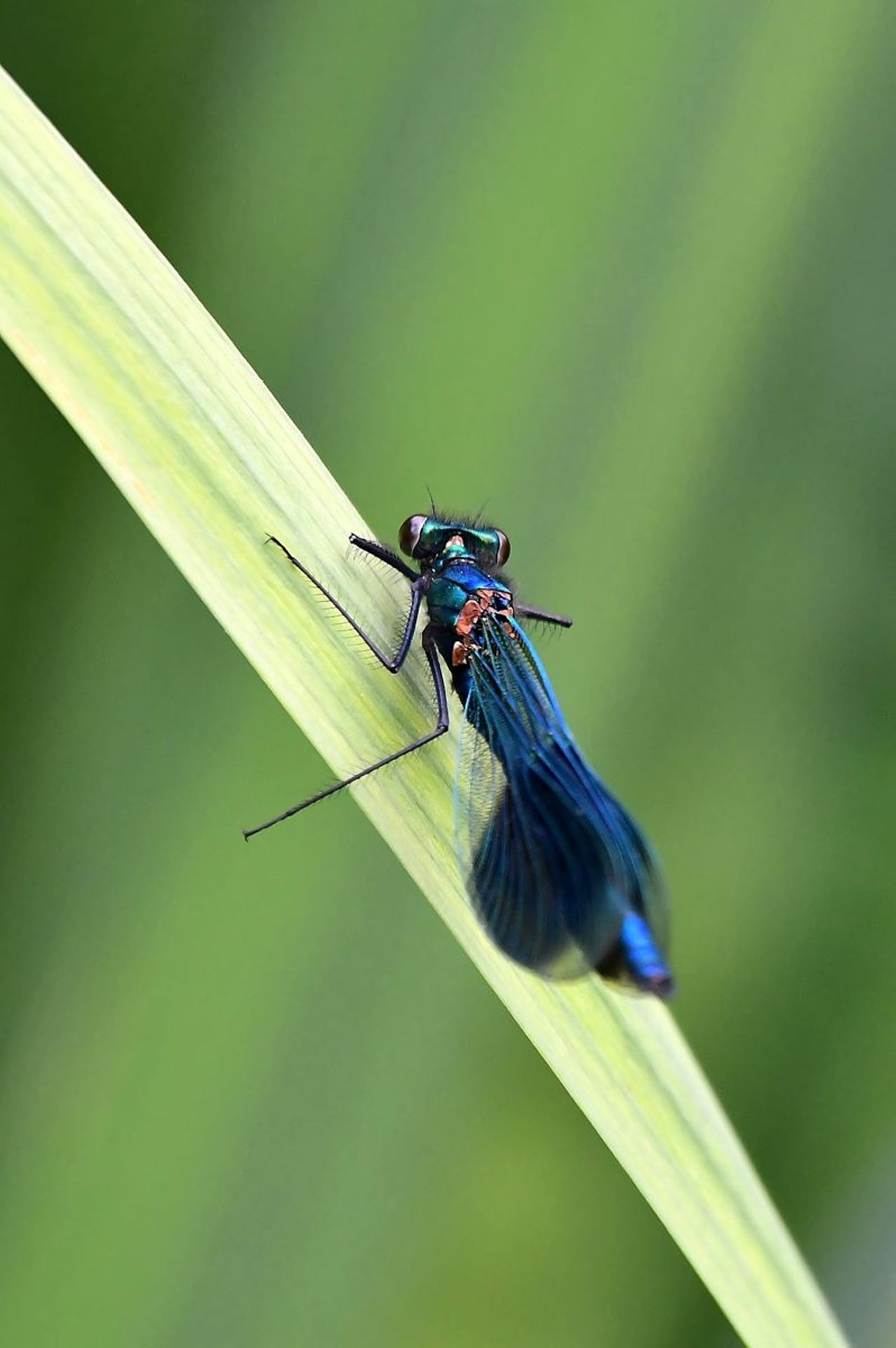 Caloptérix éclatant (France, dépt Vienne, 04/25)
