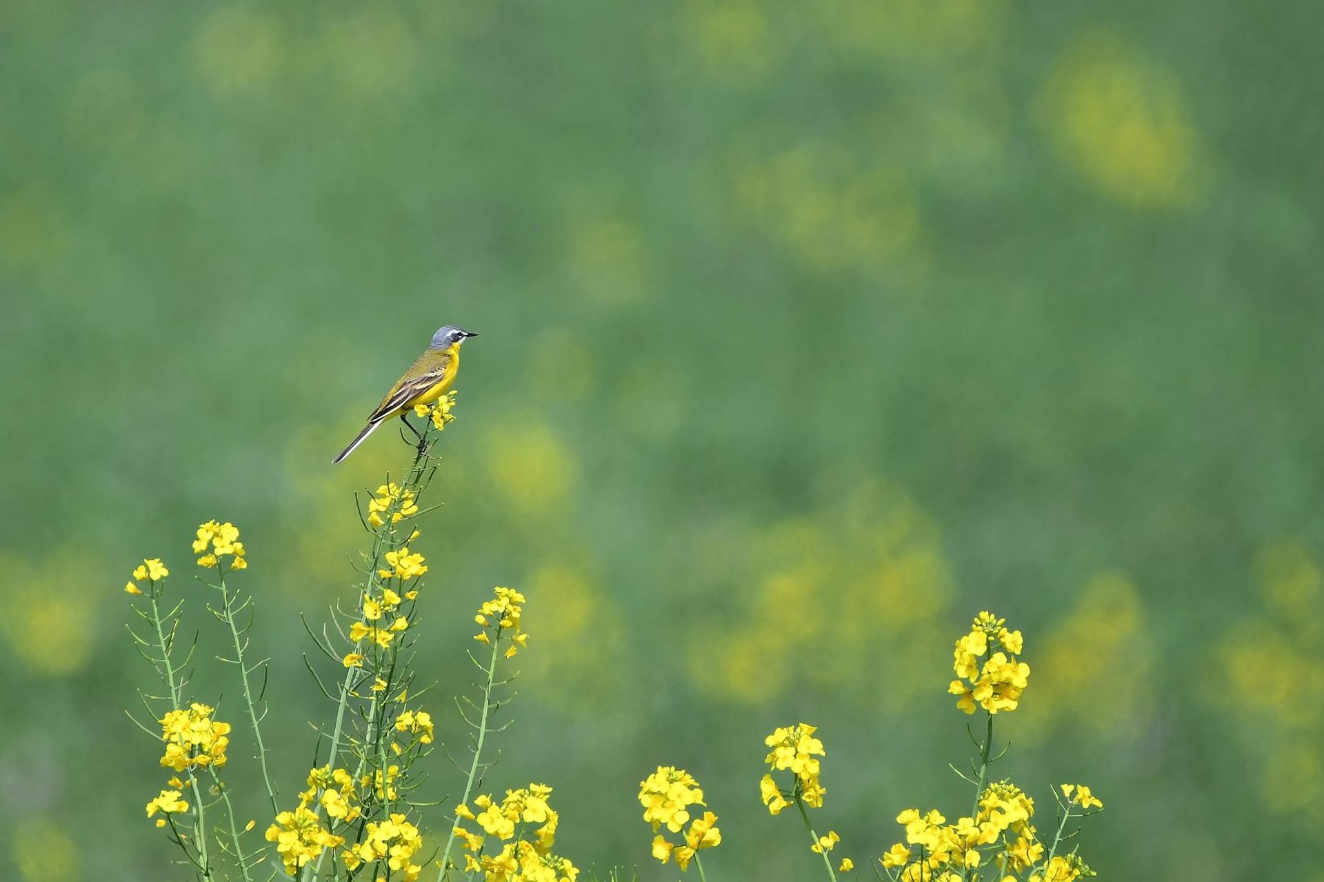 Bergeronnette printanière (France, dépt Vienne, 04/25)