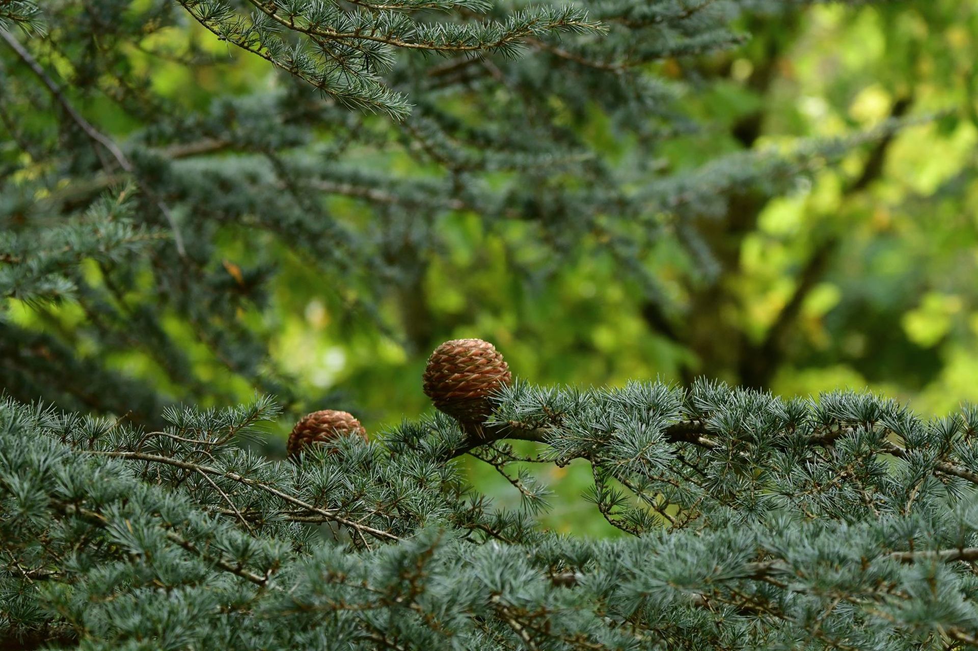 Cèdre (France, dépt Vienne, 10/25)