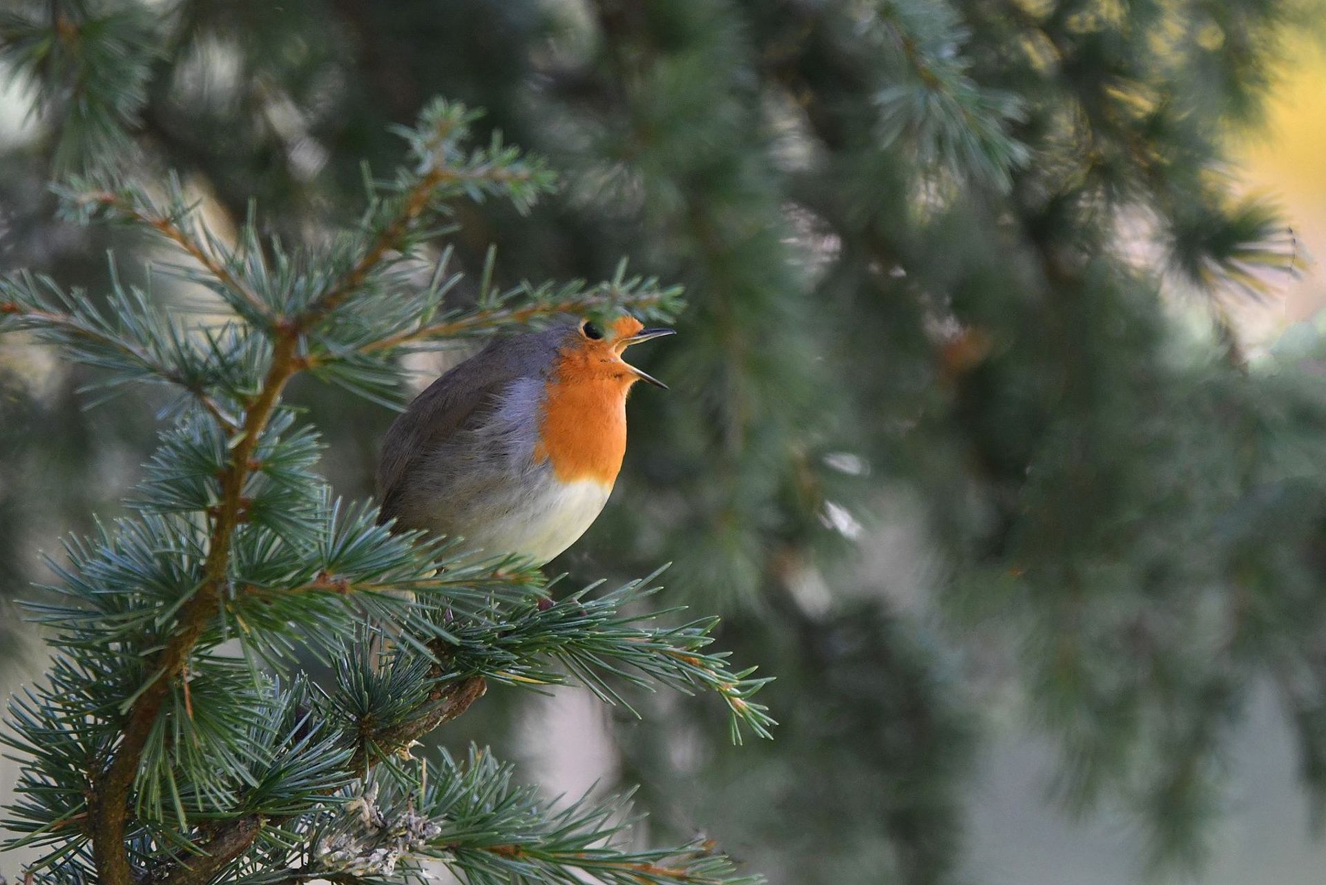 Rougegorge familier (France, dépt Vienne, 10/25)