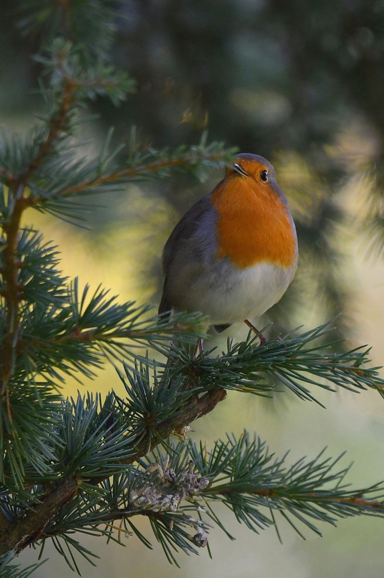 Rougegorge familier (France, dépt Vienne, 10/25)