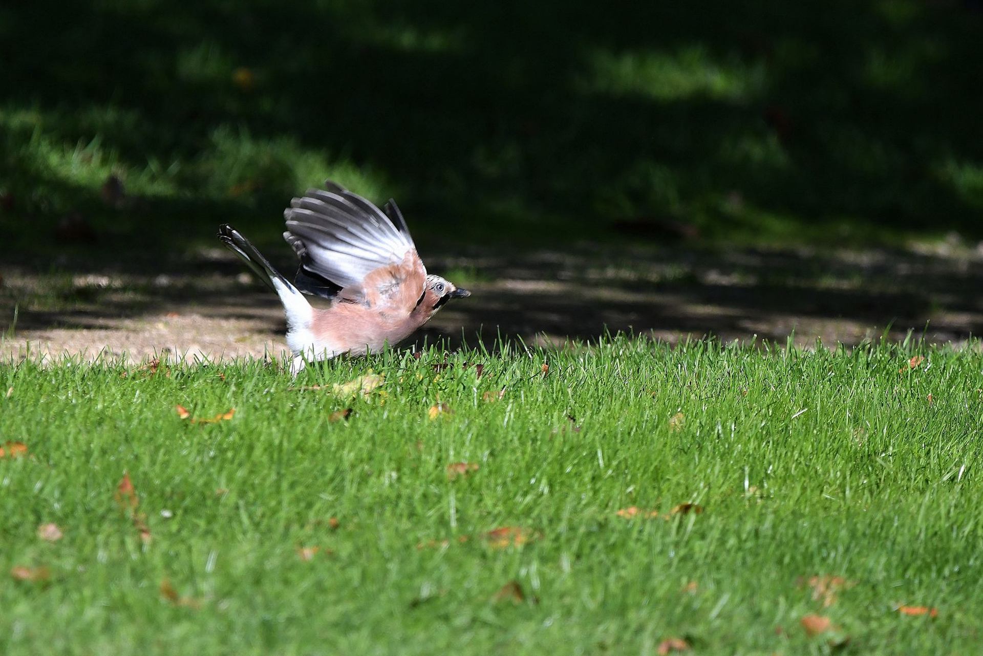 Geai des chênes (France, dépt Vienne, 10/25)