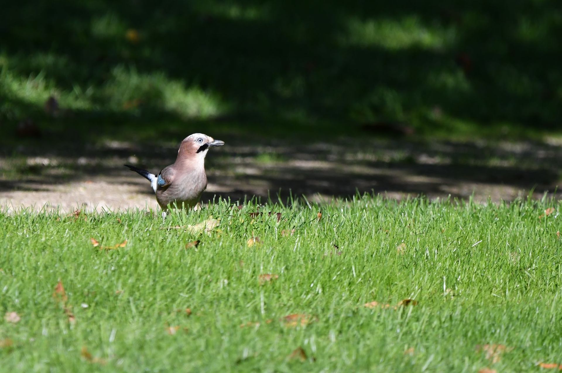 Geai des chênes (France, dépt Vienne, 10/25)