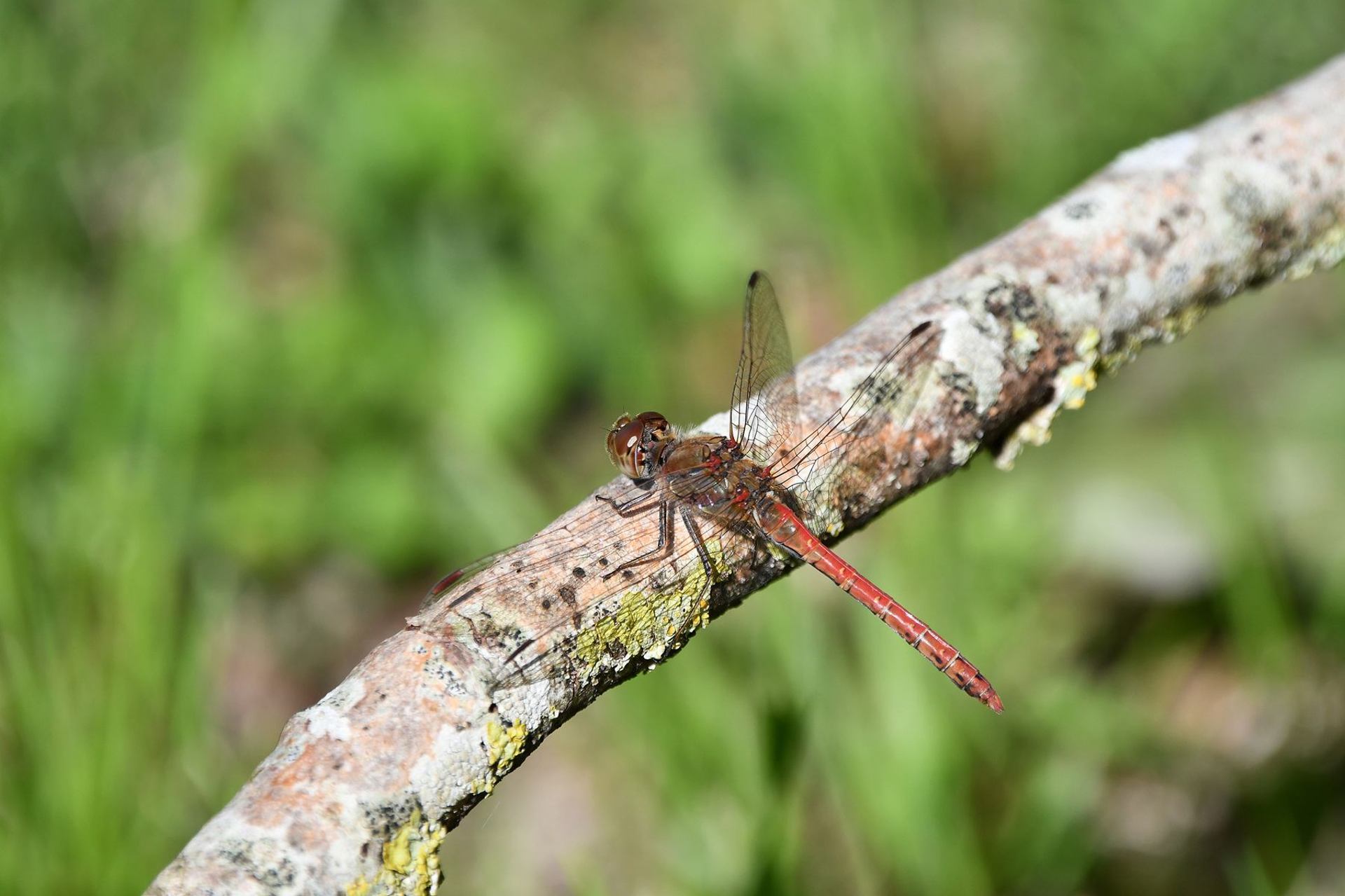 Sympétrum strié (France, dépt Vienne, 10/25)