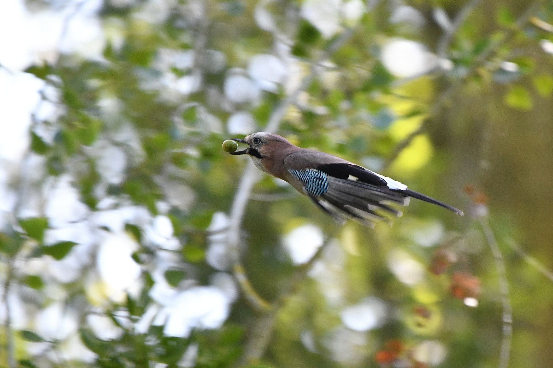 Geai des chênes (France, dépt Vienne, 10/25)