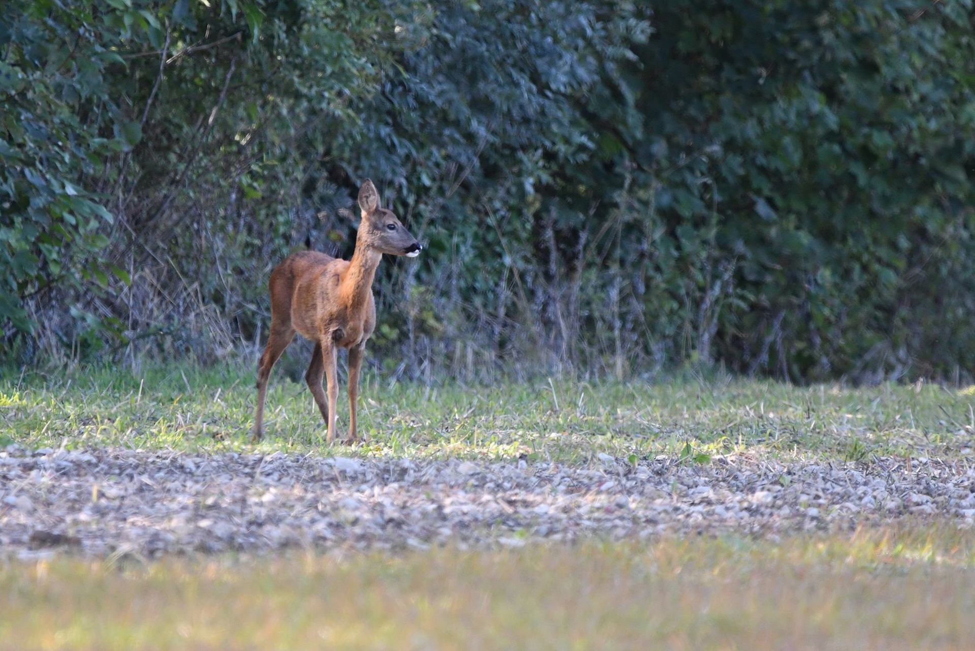 Chevreuil (France, dépt Vienne, 10/25)
