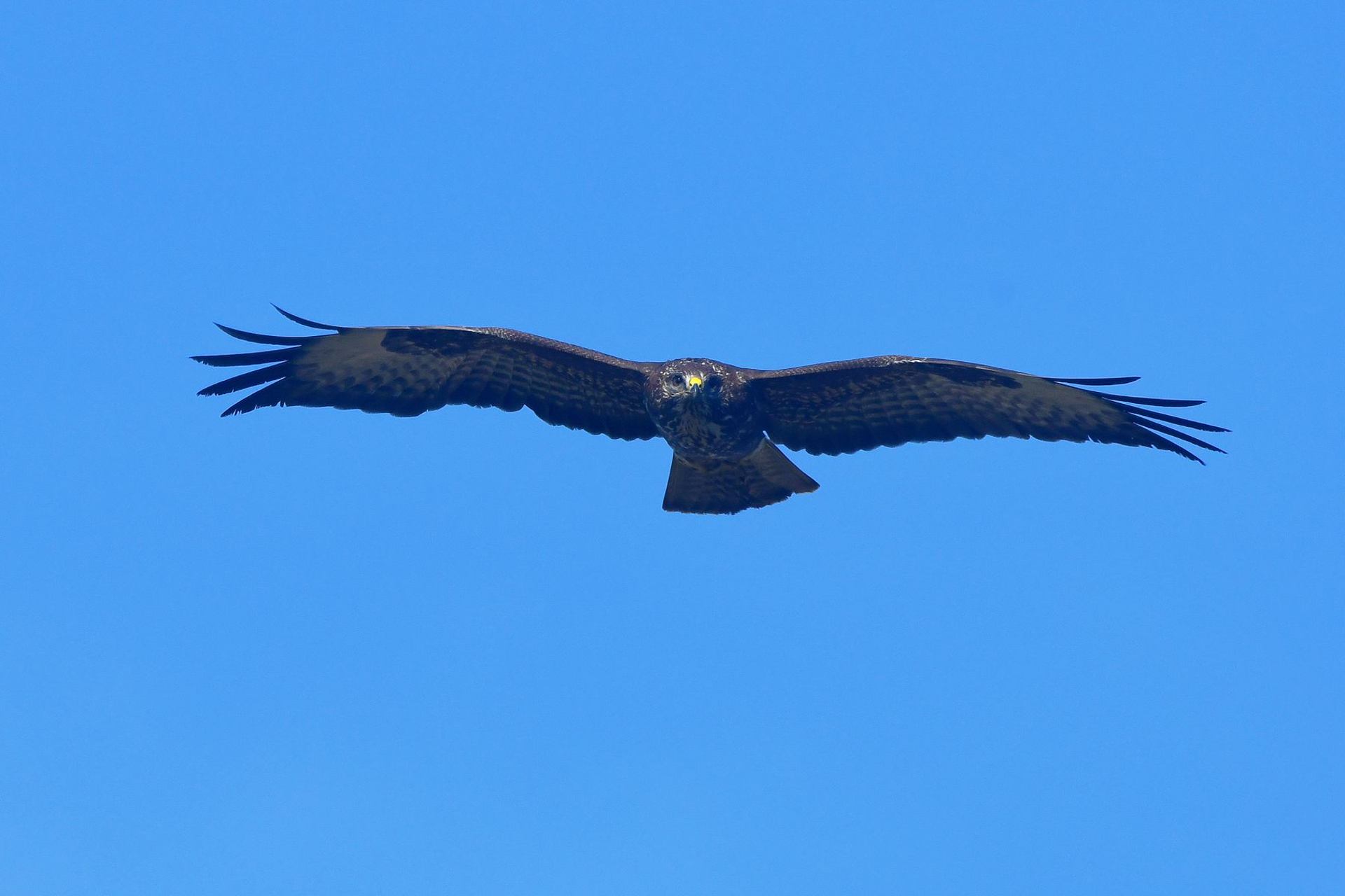 Buse variable (France, dépt Vienne, 11/25)
