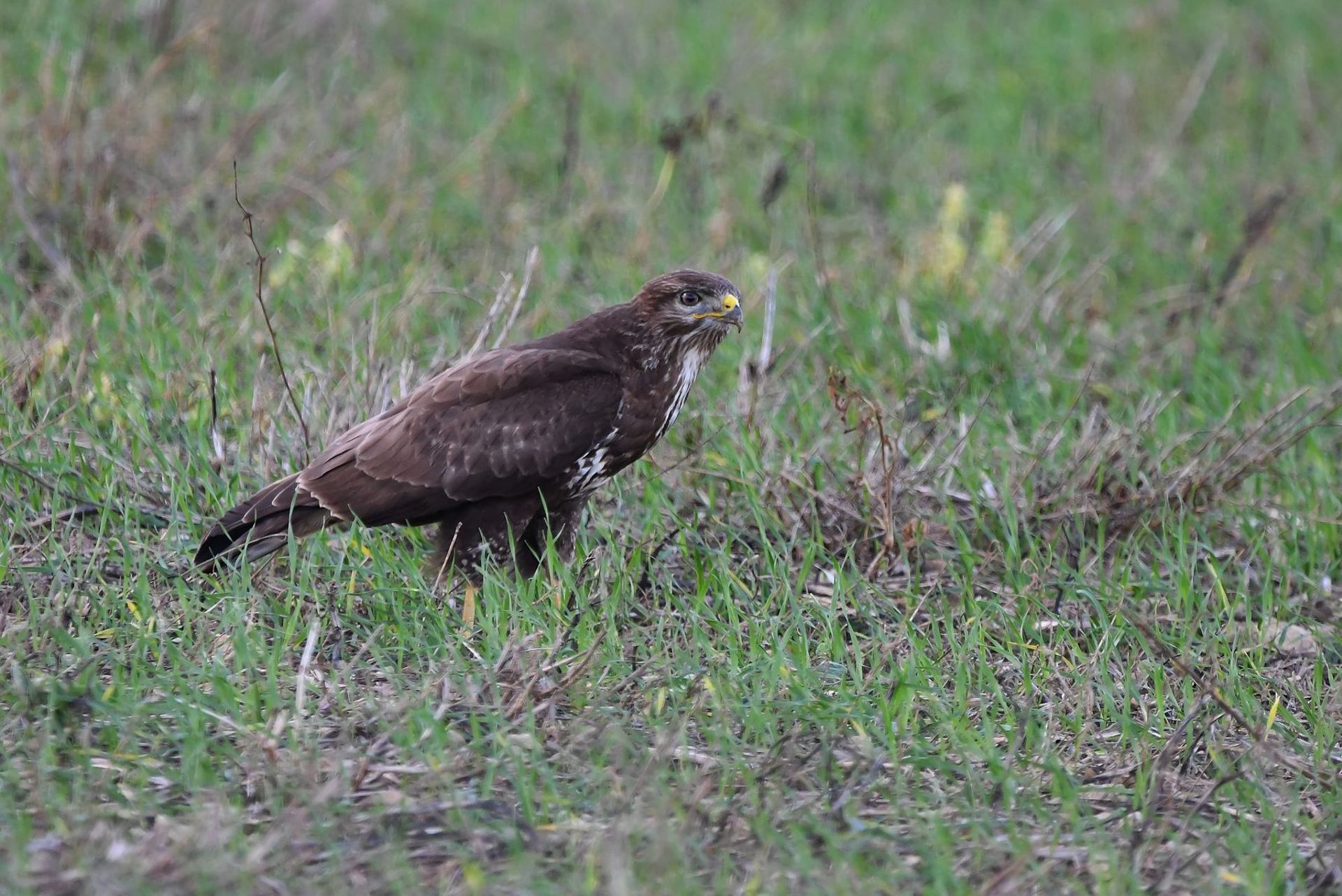 Buse variable (France, dépt Vienne, 11/25)