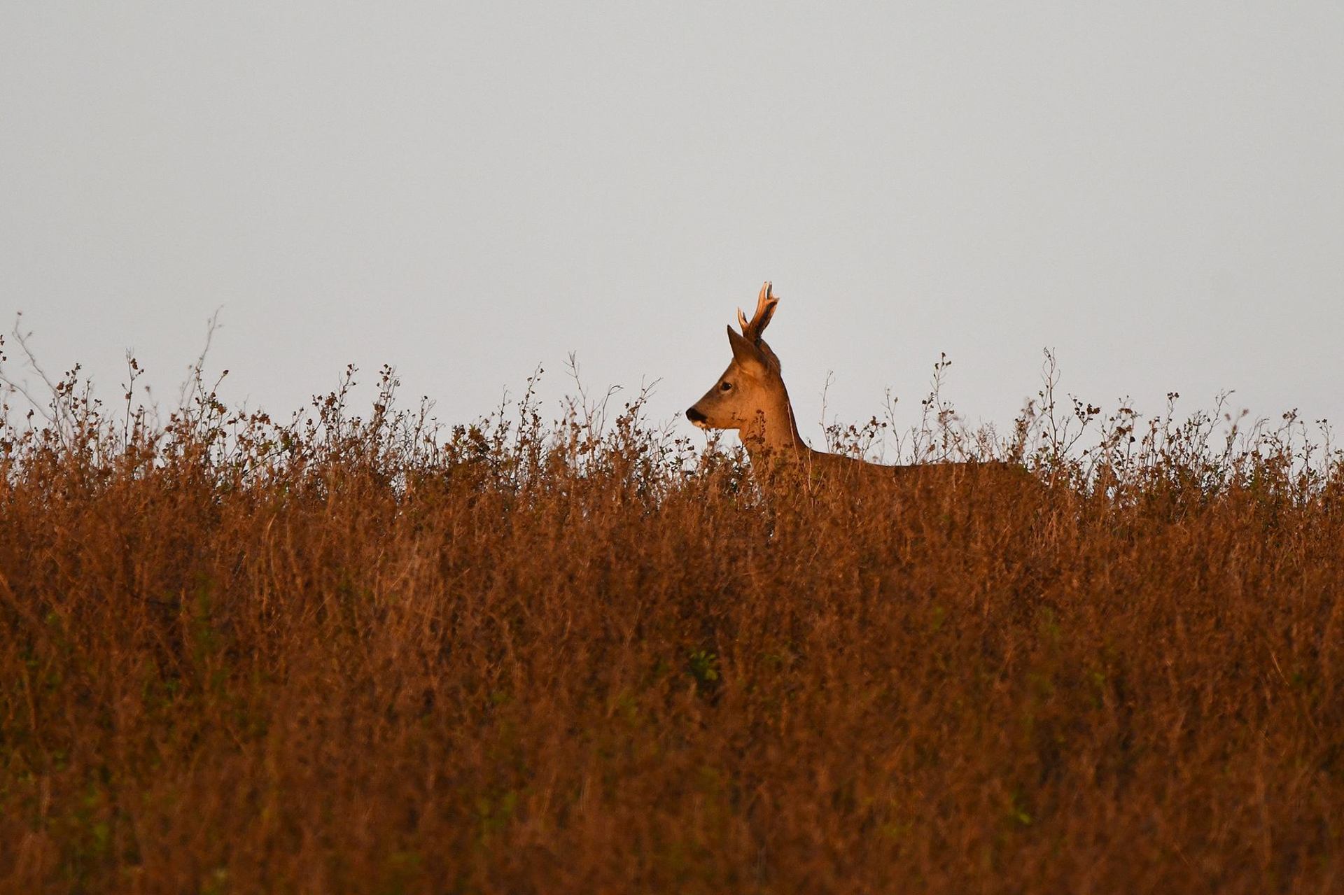 Chevreuil (France, dépt Vienne, 10/25)