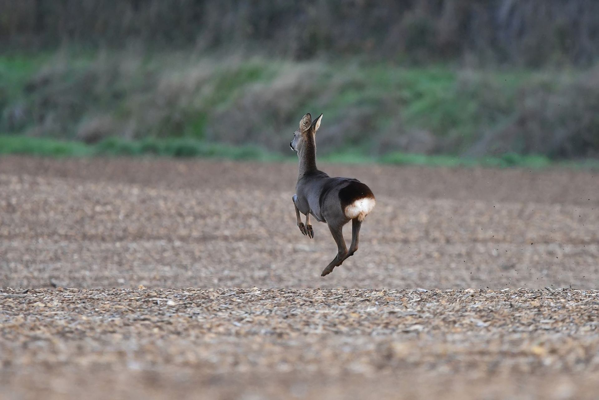 Chevreuil (France, dépt Vienne, 10/25)