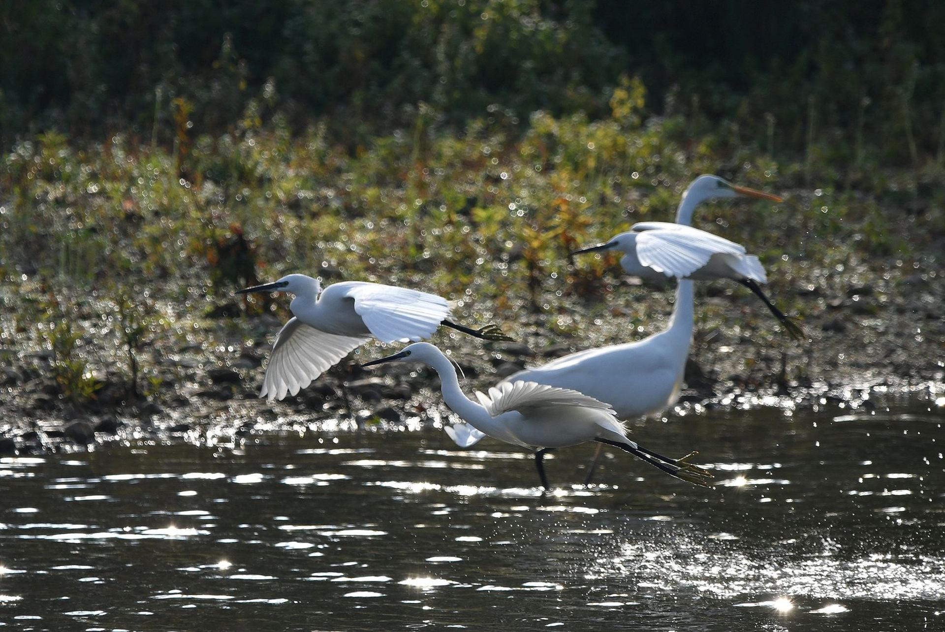Trio aigrette garzette &amp; grande aigrette (France, dépt Vienne, 10/25)