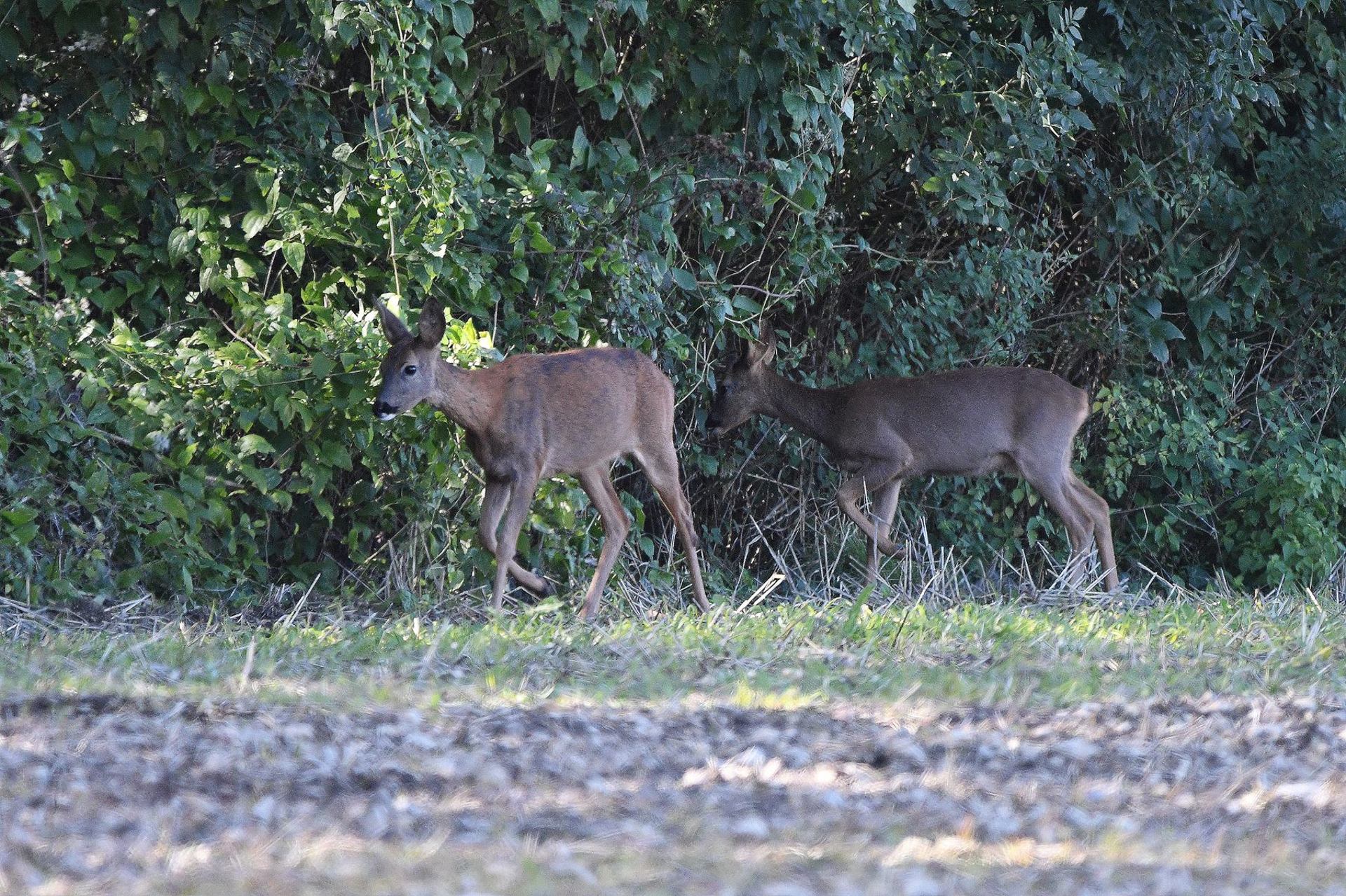 Chevreuil (France, dépt Vienne, 10/25)
