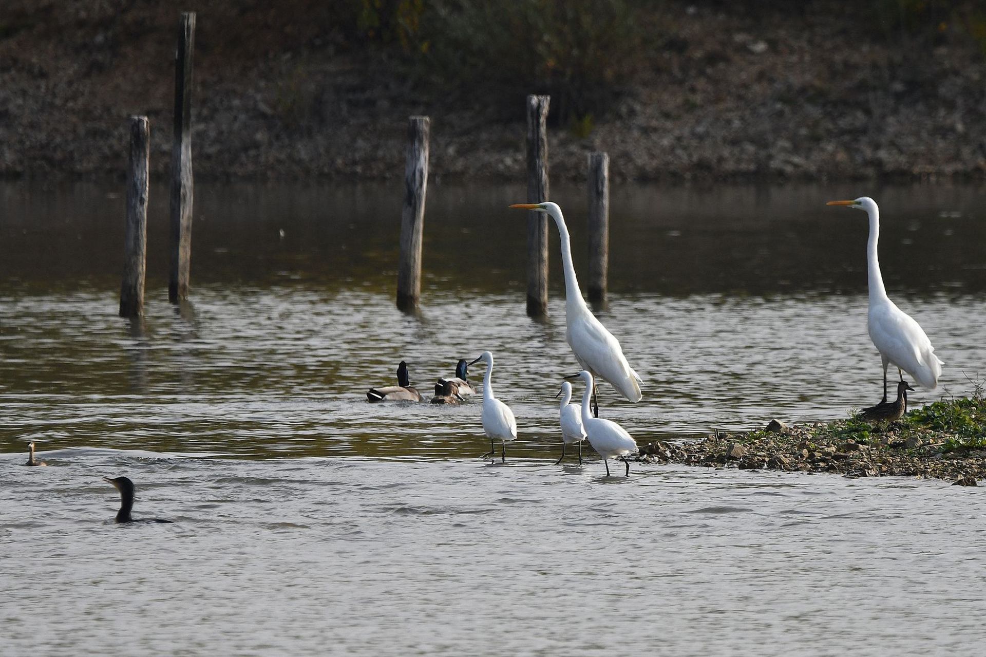Grandes aigrettes, aigrettes garzettes, grand cormoran, et quelques canards (France, dépt Vienne, 10/25)