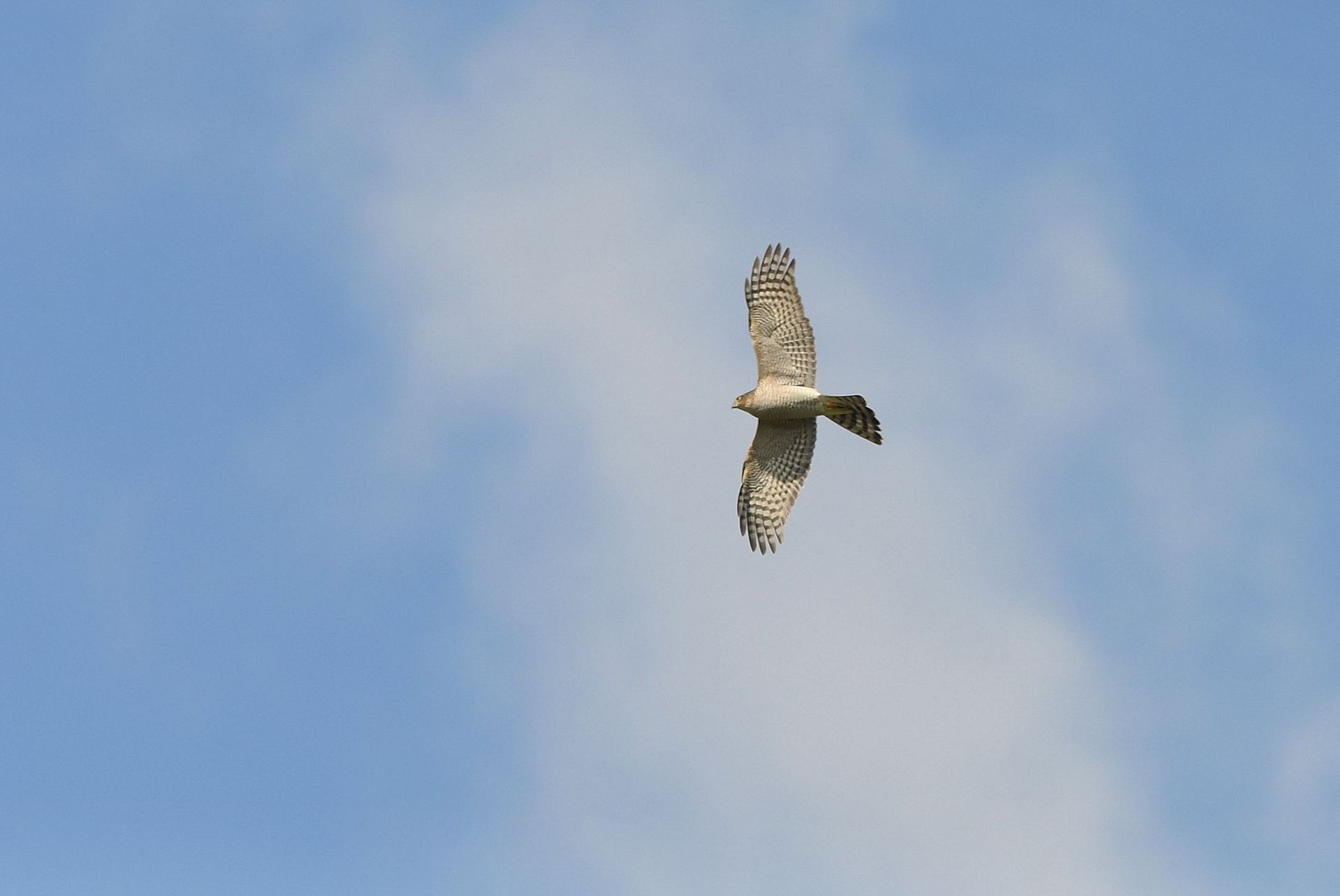 Epervier d'Europe (France, dépt Vienne, 10/25)