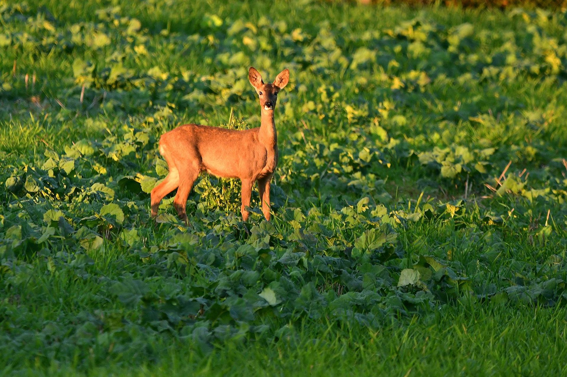 Chevreuil (France, dépt Vienne, 10/25)