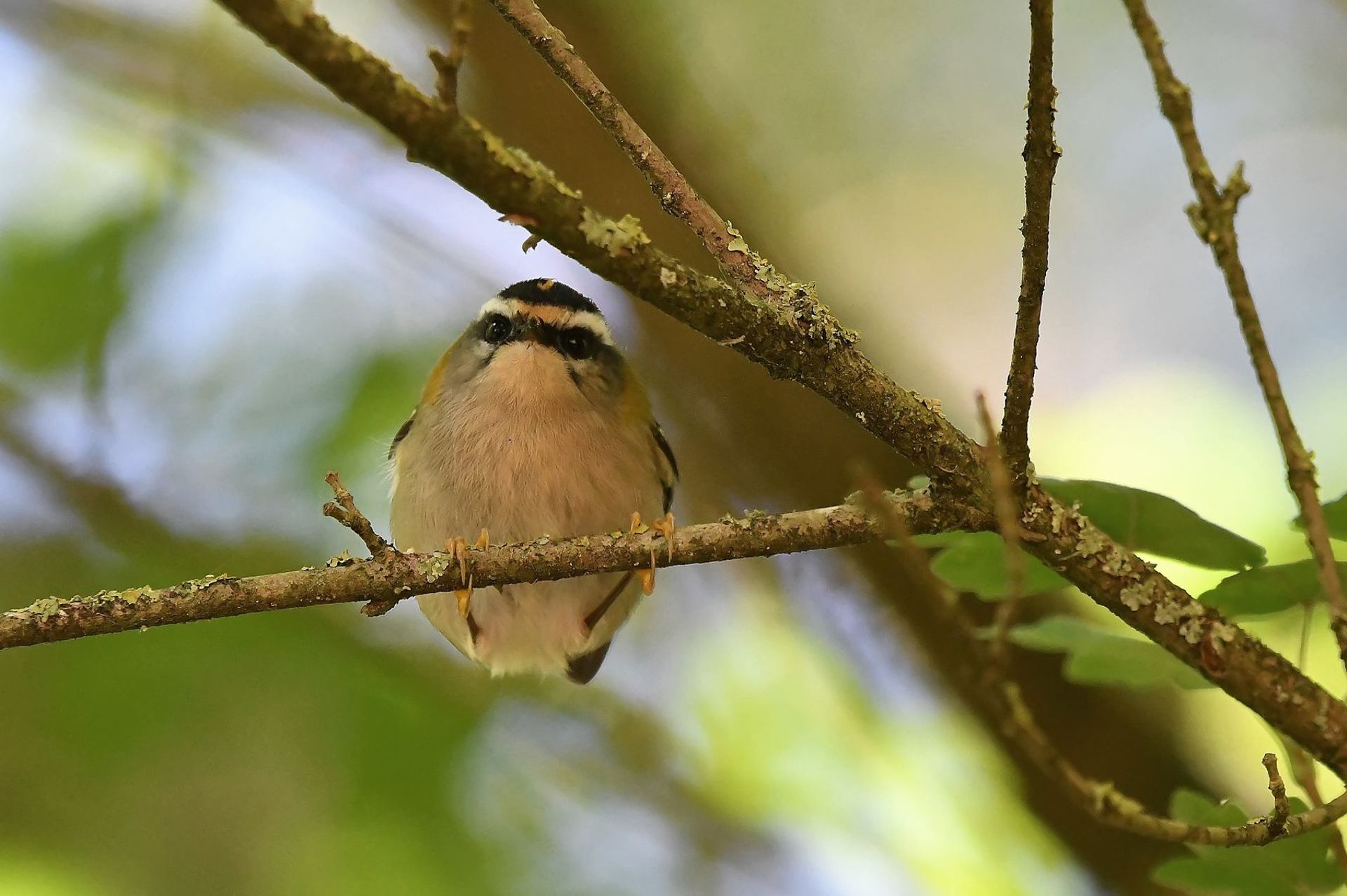 Roitelet à triple bandeau (France, dépt Vienne, 10/25)