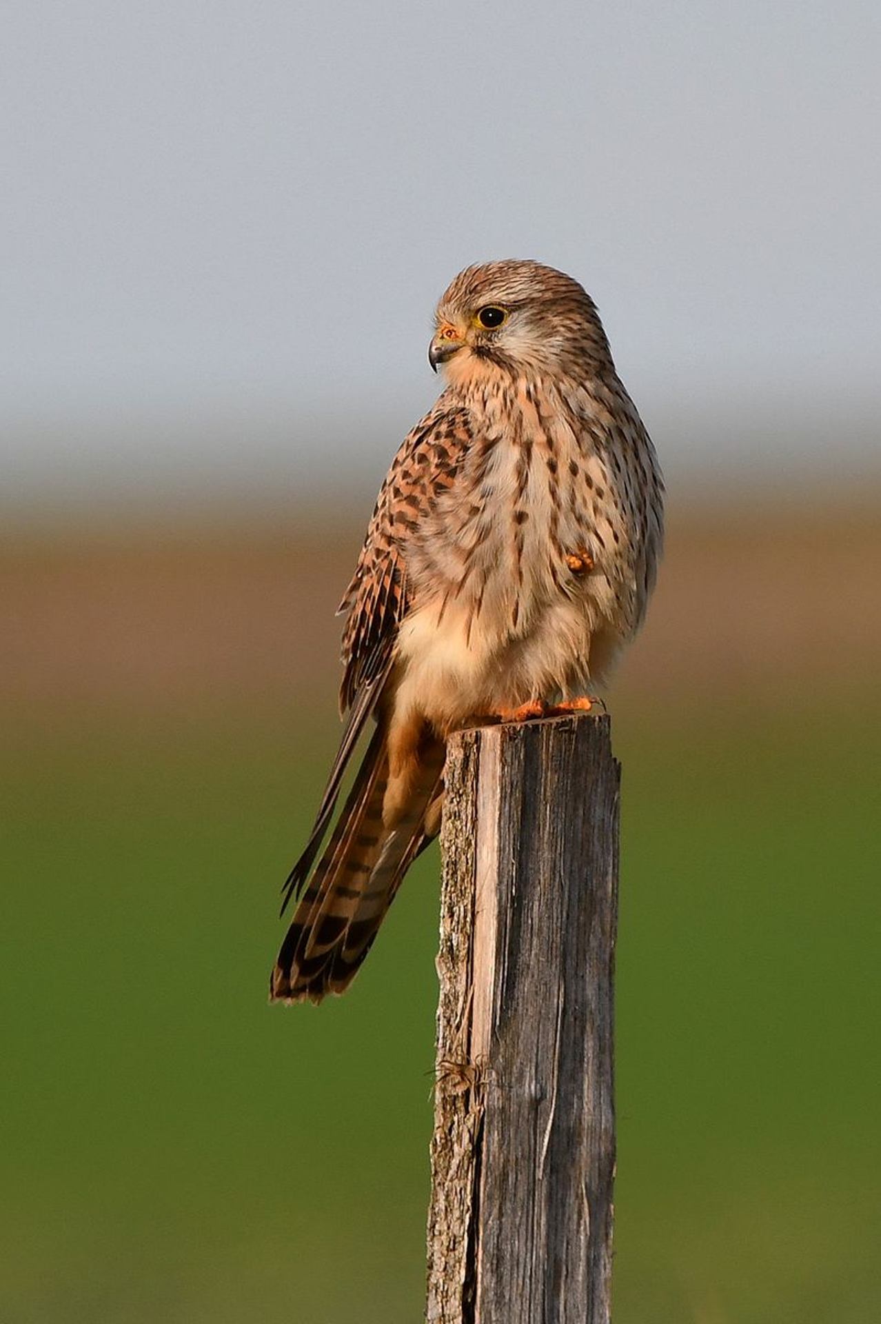 Faucon crécerelle (France, dépt Vienne, 12/25)