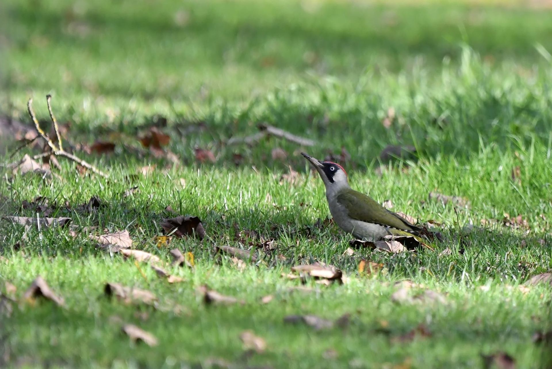 Pic vert (France, dépt Vienne, 12/25)