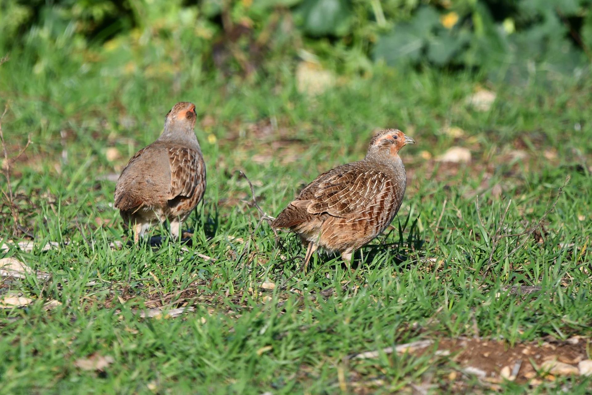 Perdrix grises (France, dépt Vienne, 12/25)