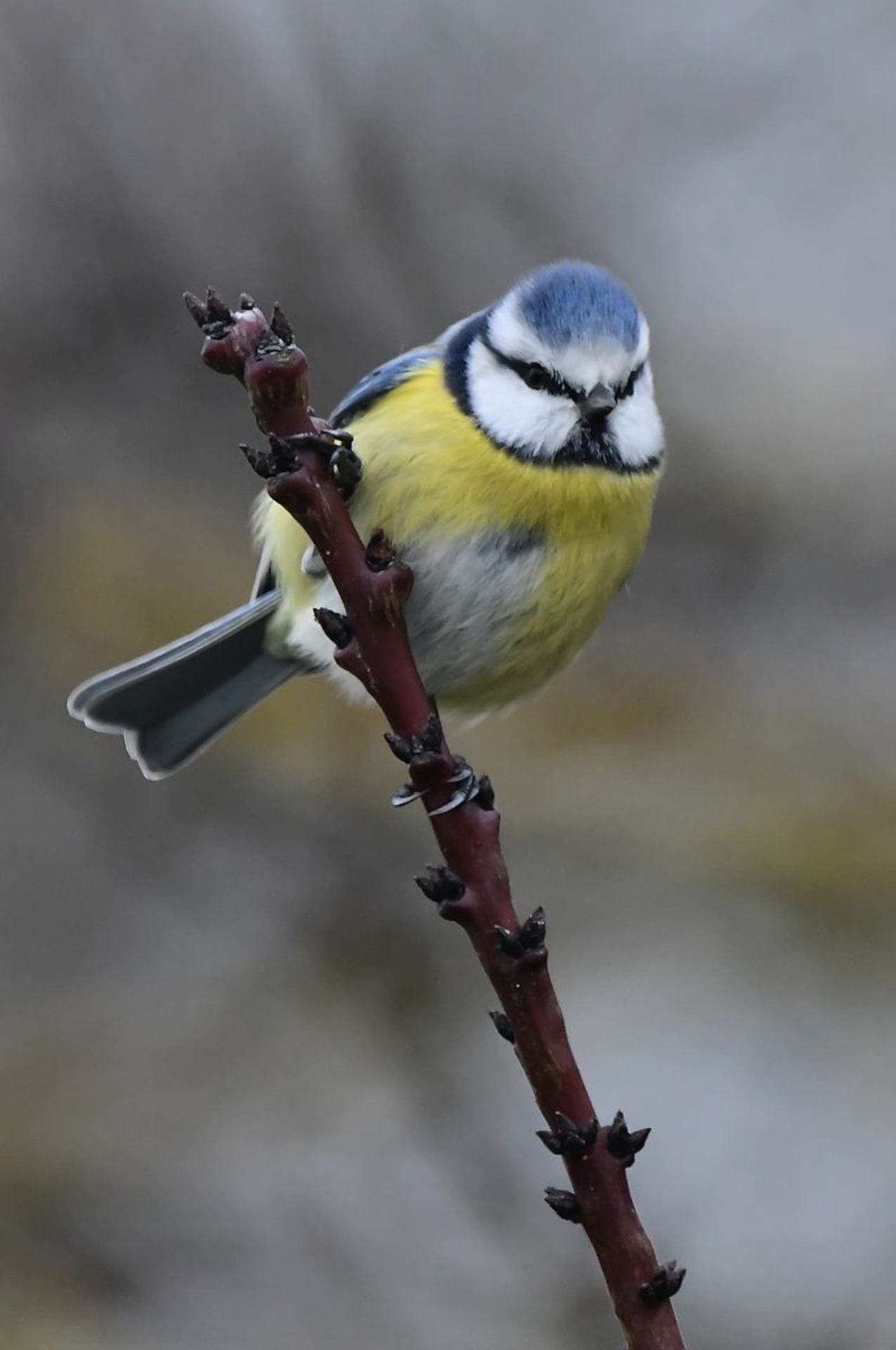 (France, dépt Vienne, 12/25)