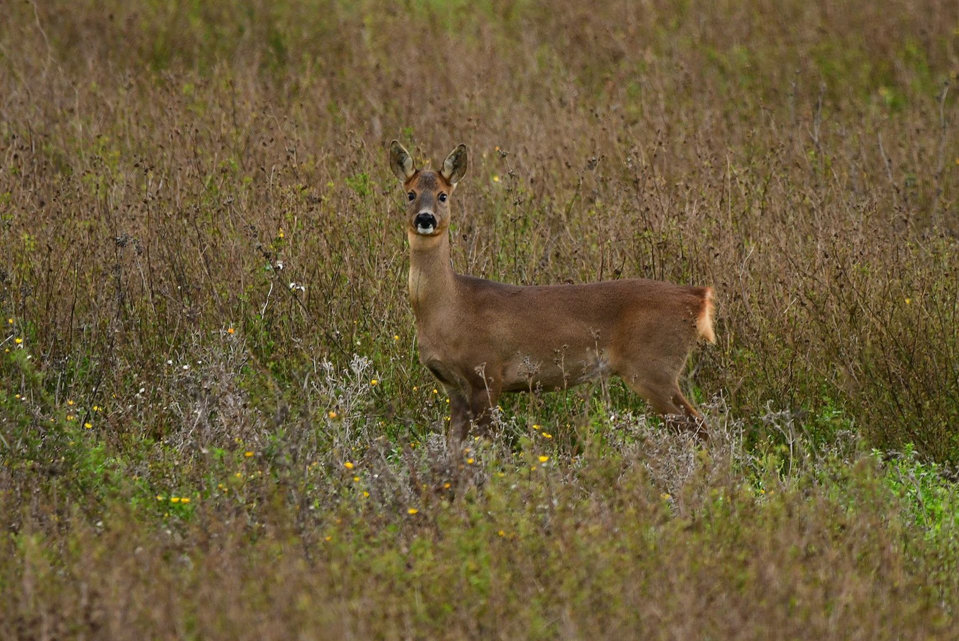 Chevreuil (France, dépt Vienne, 10/25)