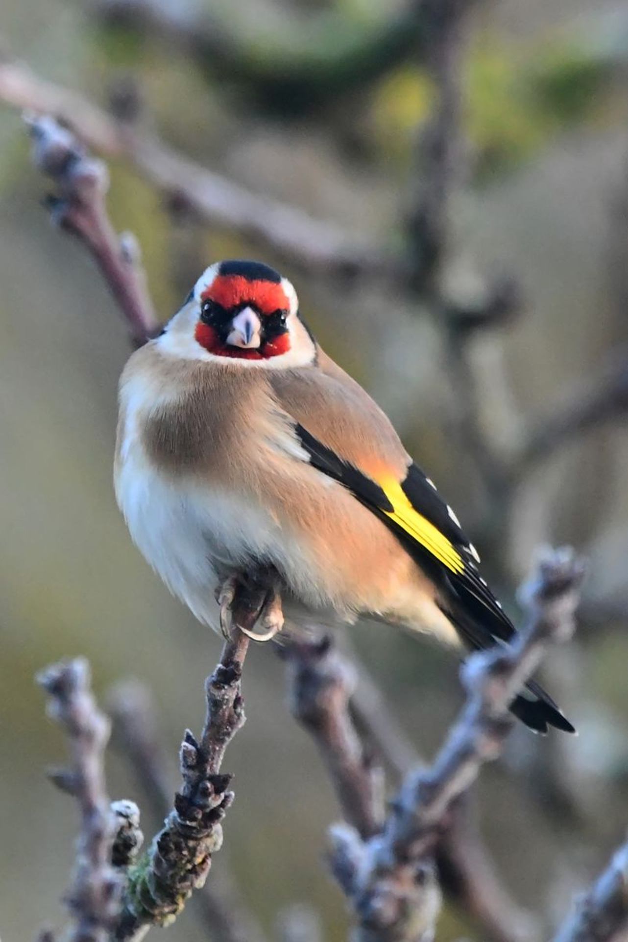 chardonneret élégant