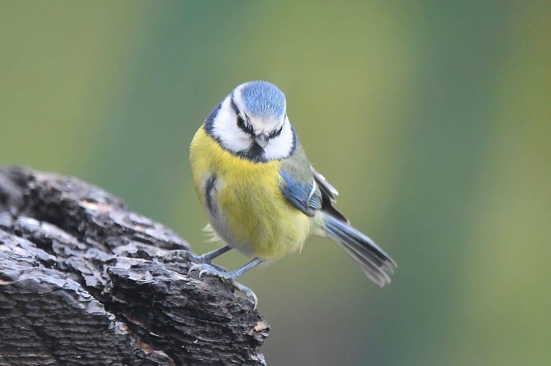 Mésange bleue (France, dépt Vienne, 11/25)