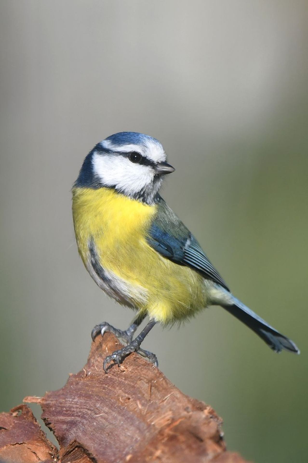 Mésange bleue (France, dépt Vienne, 11/25)