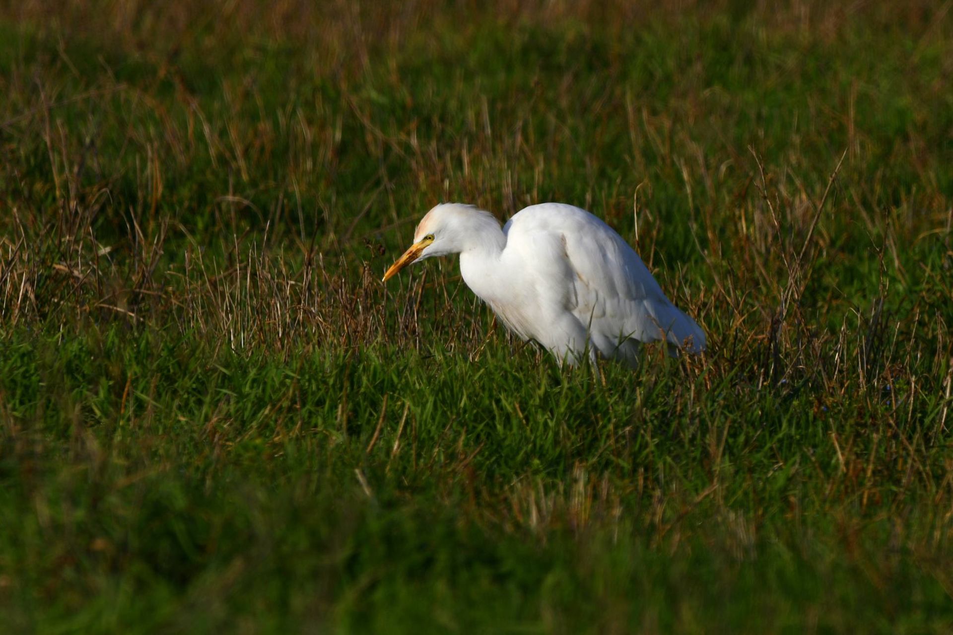 Héron garde-boeufs (France, dépt Vienne, 01/26)
