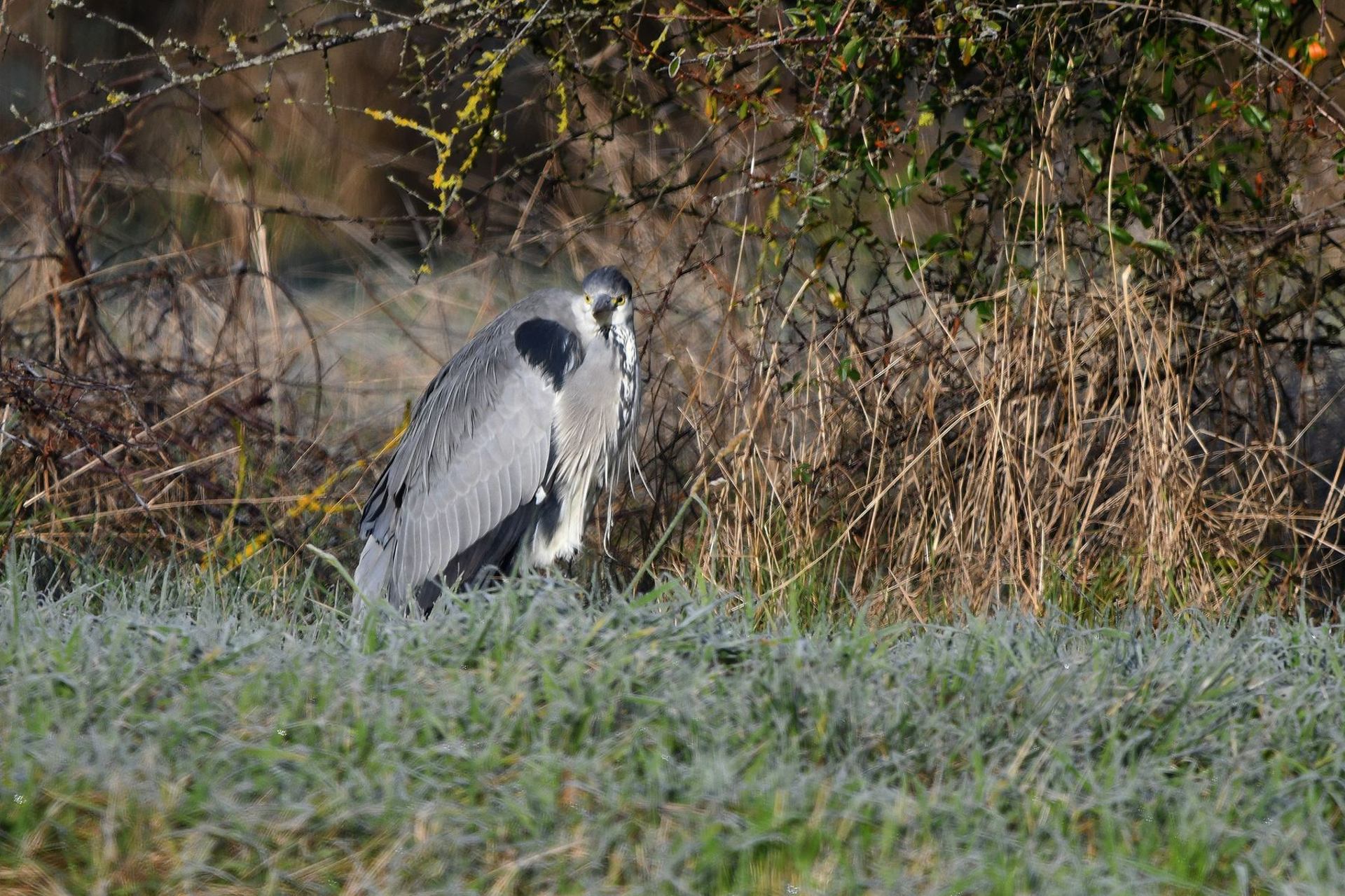 Héron cendré (France, dépt Vienne, 12/25)
