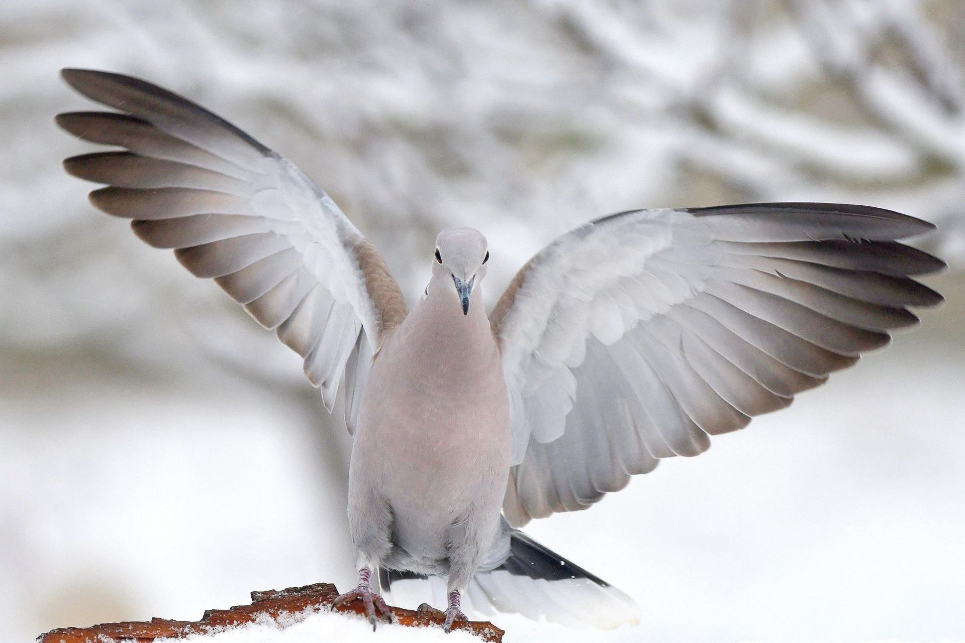 Tourterelle turque (France, dépt Vienne, 01/26)