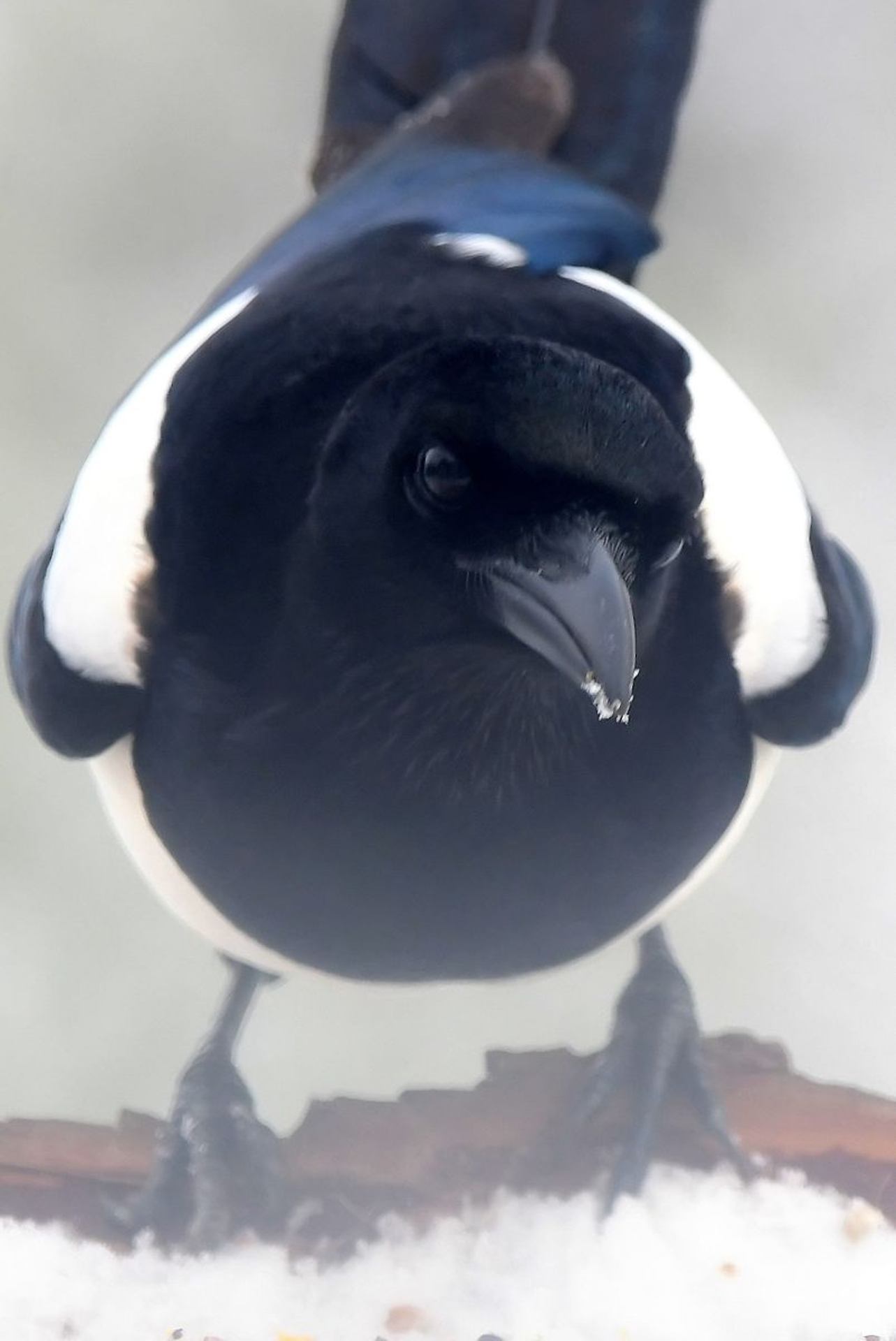 Pie bavarde (France, dépt Vienne, 01/26)