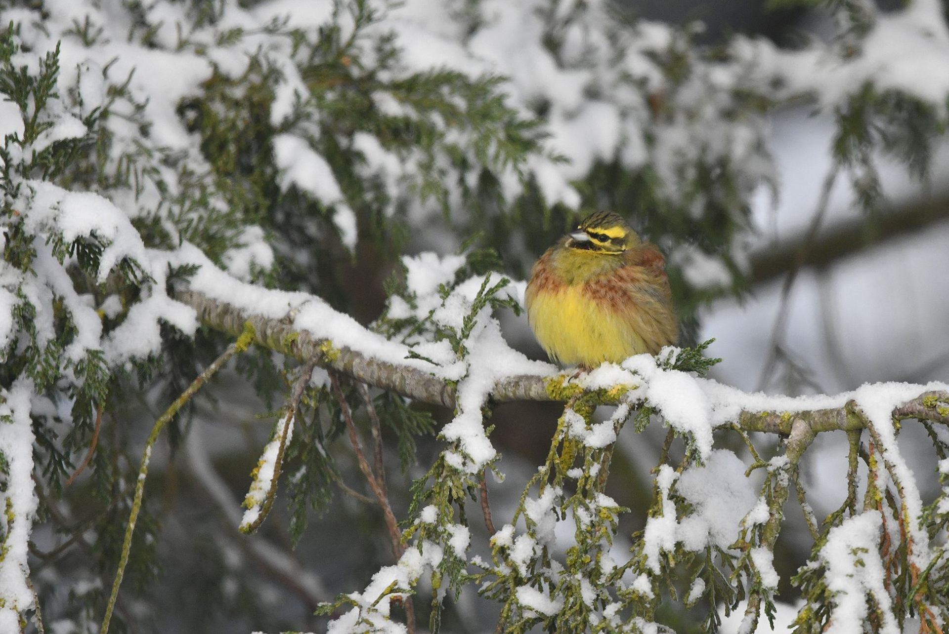 Bruant zizi (France, dépt Vienne, 01/26)