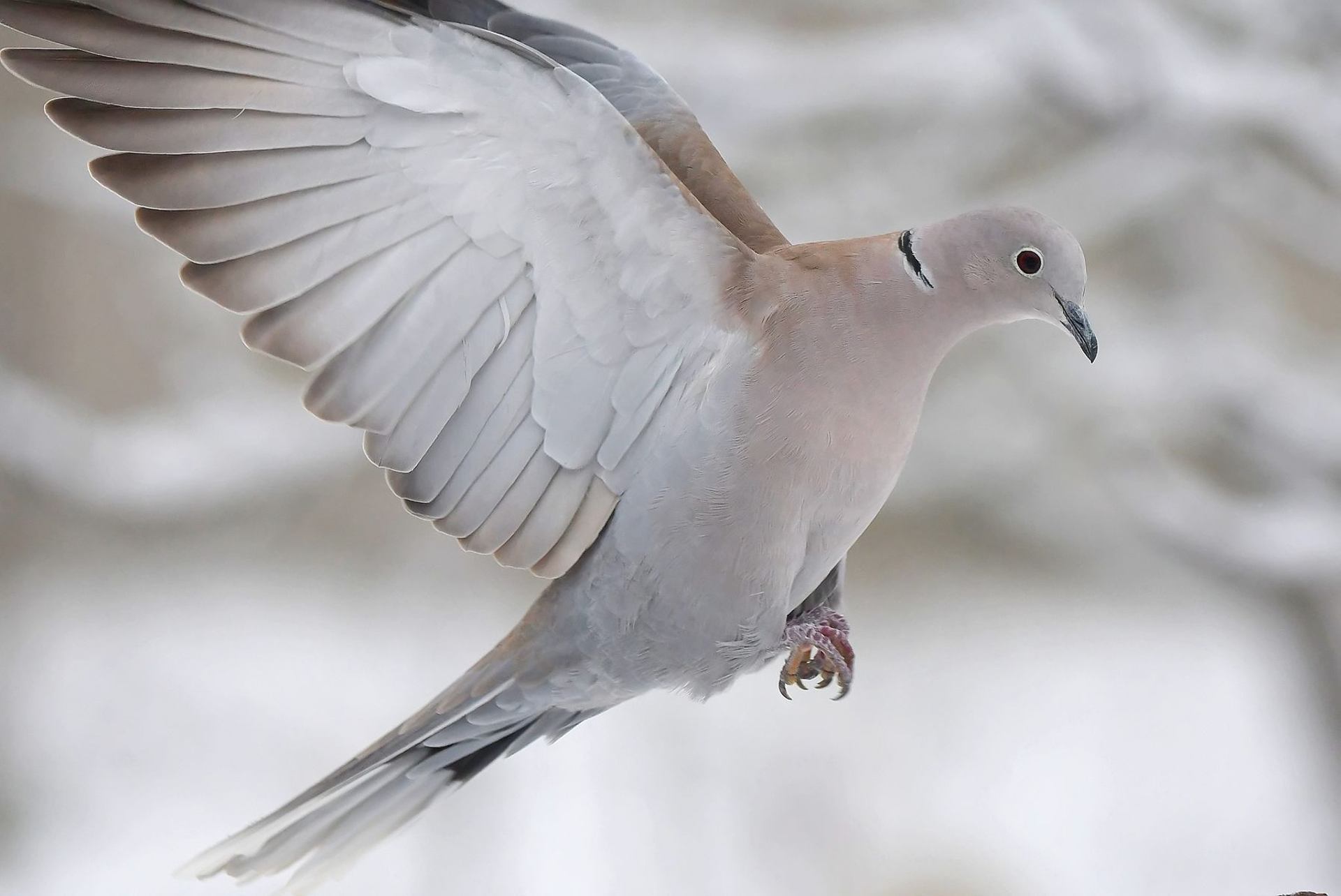Tourterelle turque (France, dépt Vienne, 01/26)