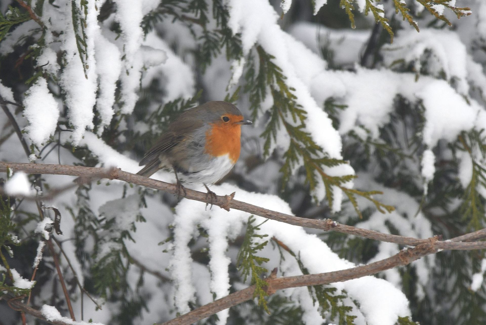 rougegorge familier (France, dépt Vienne, 01/26)