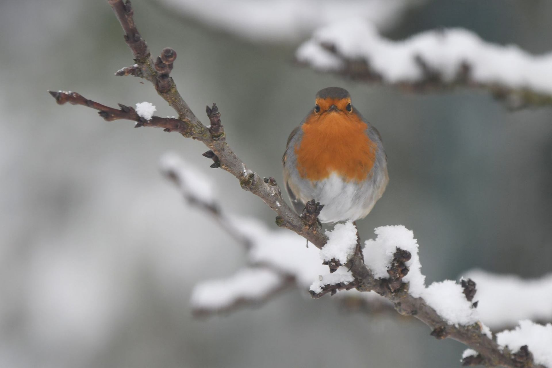 rougegorge familier (France, dépt Vienne, 01/26)