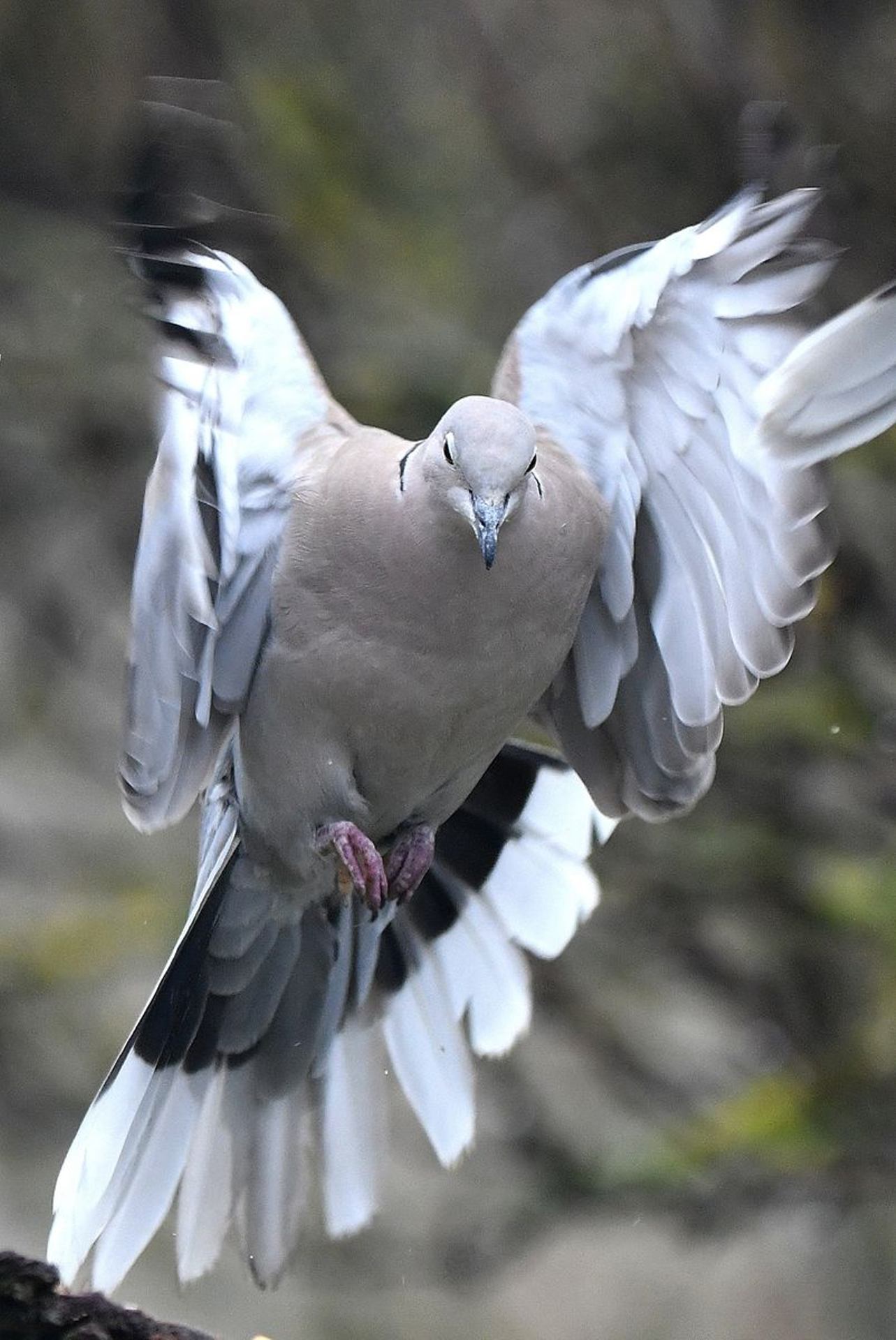 Tourterelle turque (France, dépt Vienne, 12/25)