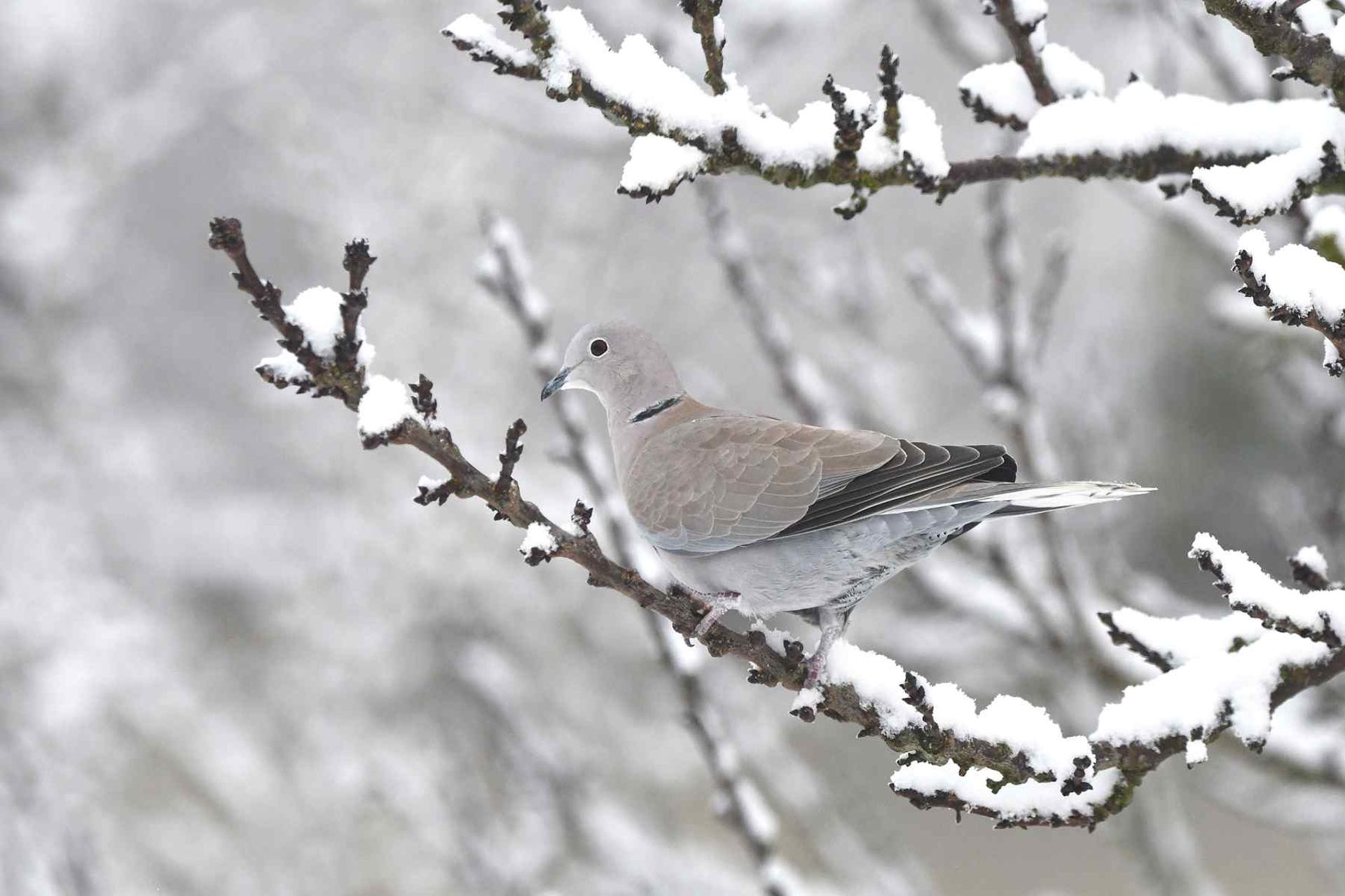 Tourterelle turque (France, dépt Vienne, 12/25)