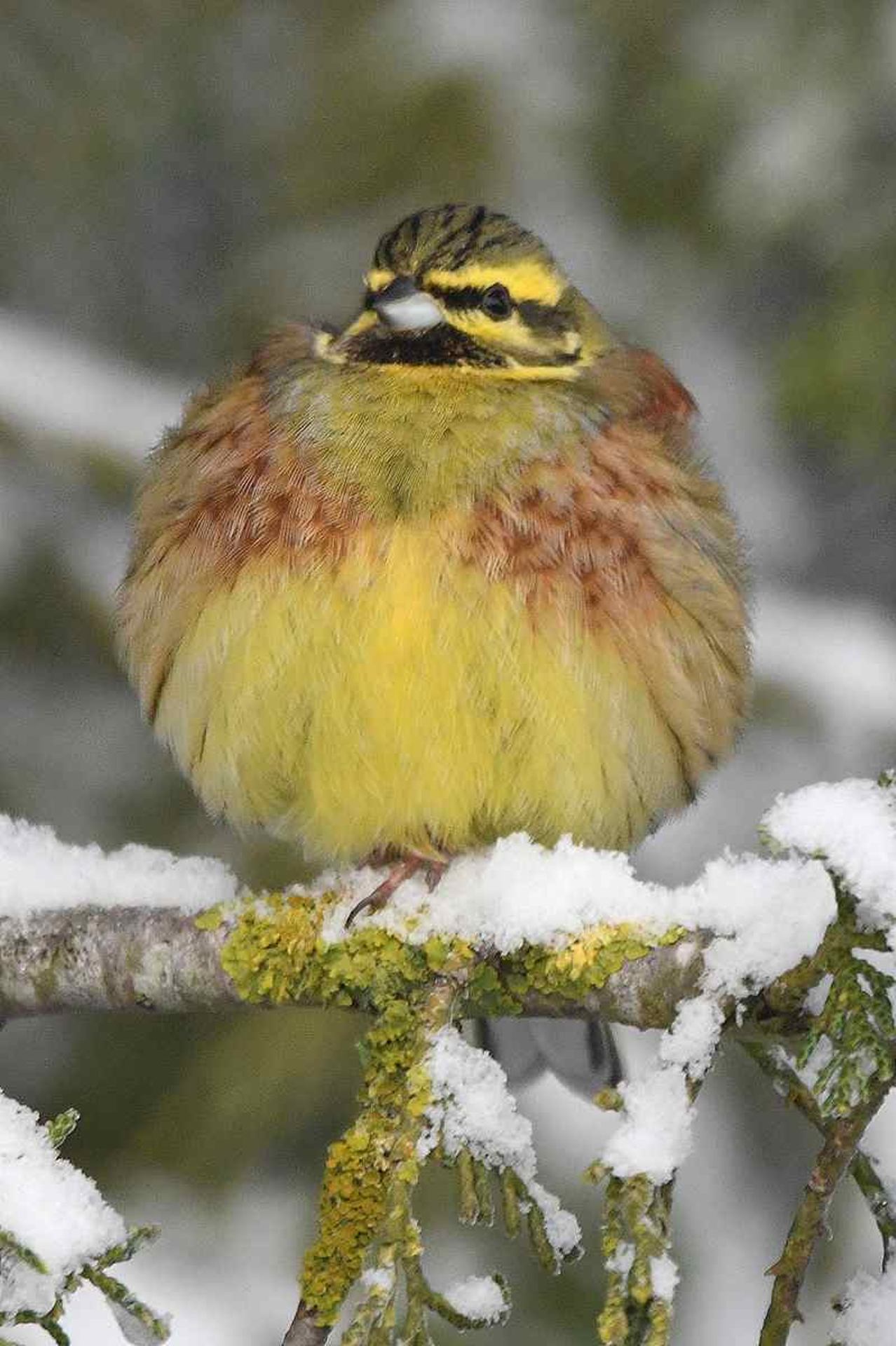 Bruant zizi (France, dépt Vienne, 01/26)