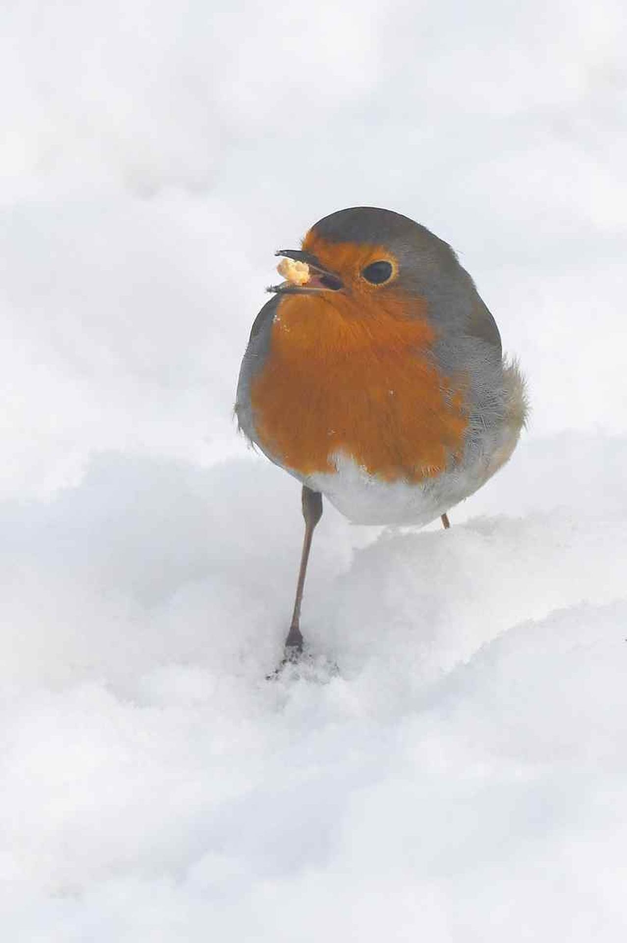 rougegorge familier (France, dépt Vienne, 01/26)