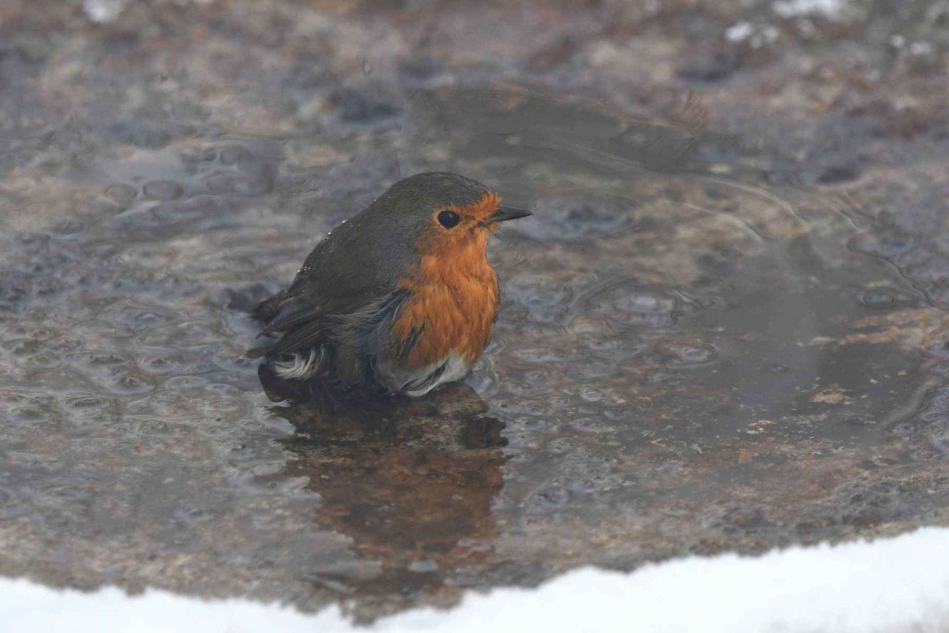 rougegorge familier (France, dépt Vienne, 01/26)