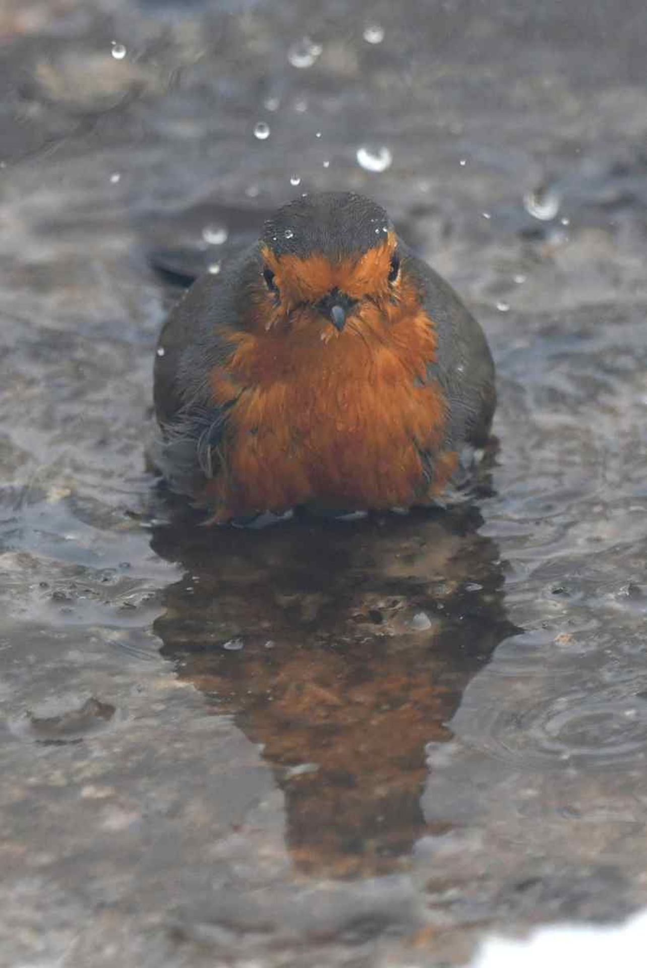 rougegorge familier (France, dépt Vienne, 01/26)