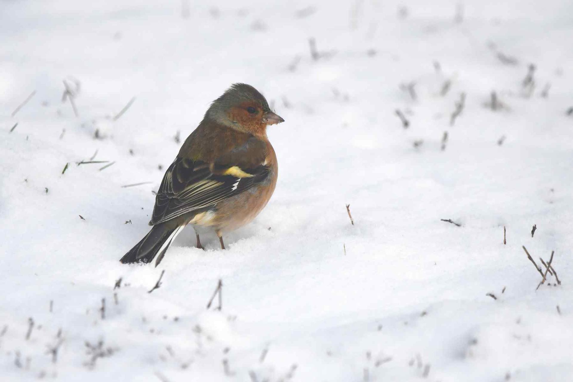 Pinson des arbres (France, dépt Vienne, 01/26)