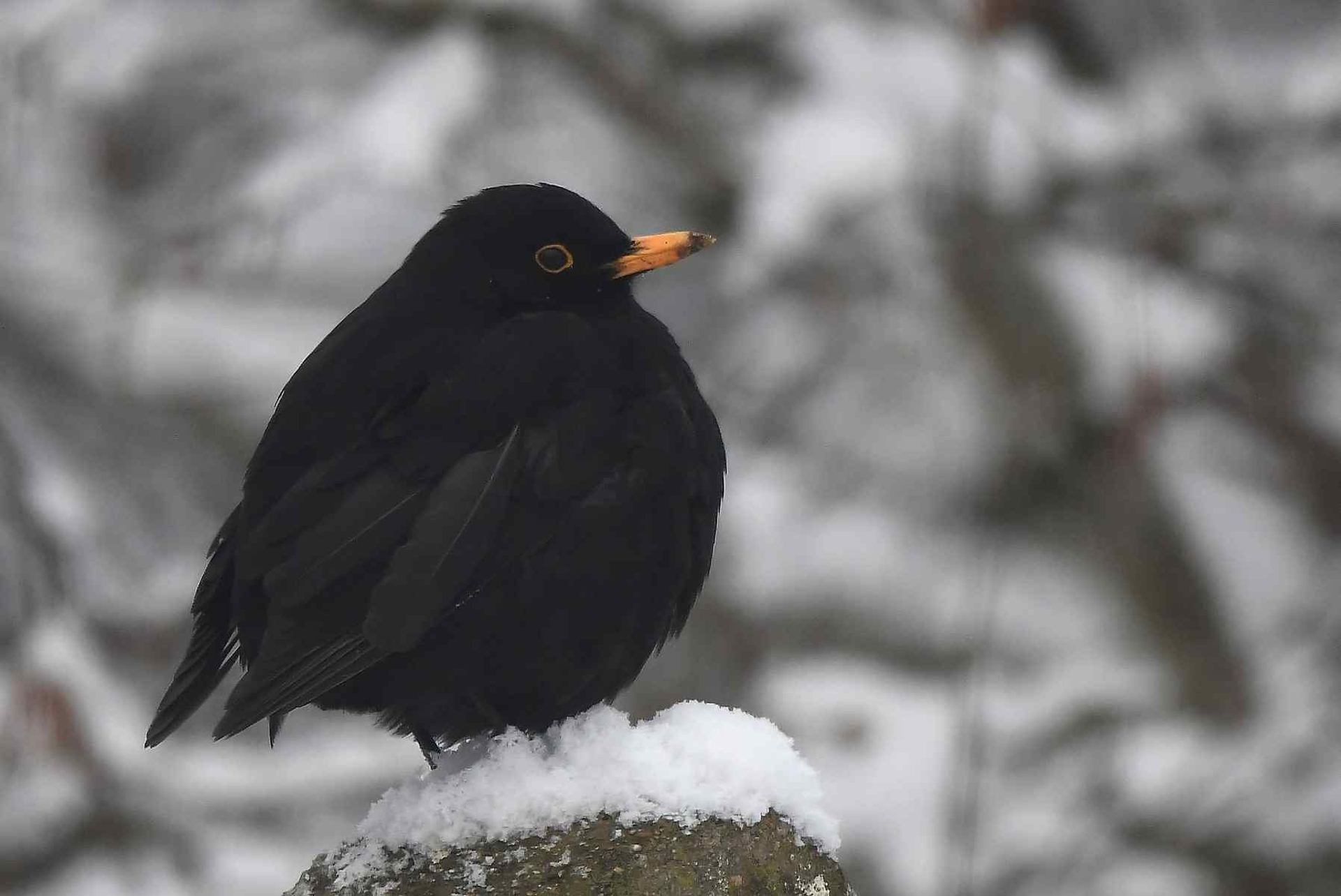 Merle (France, dépt Vienne, 01/26)