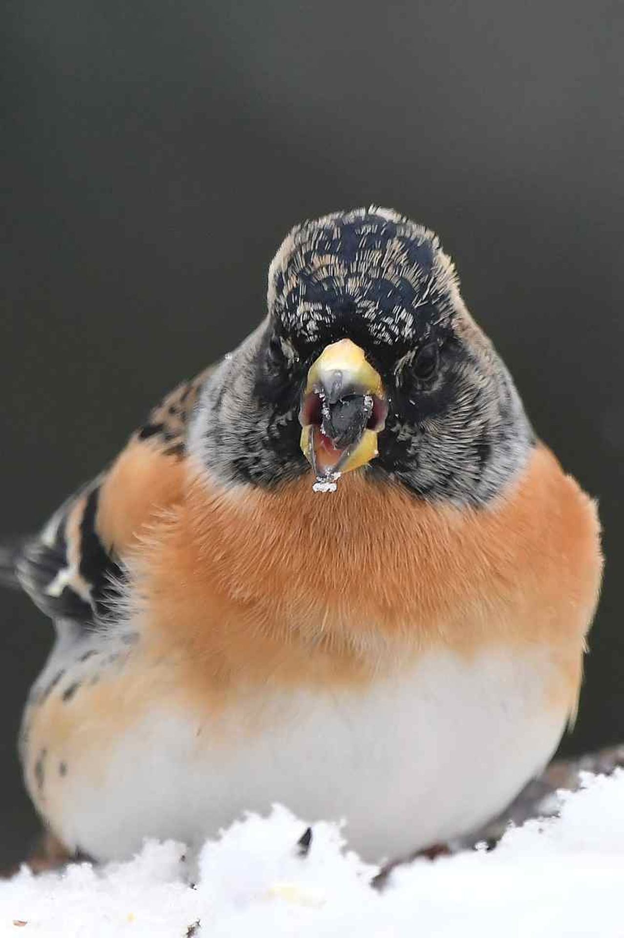 Pinson du Nord (France, dépt Vienne, 12/25)