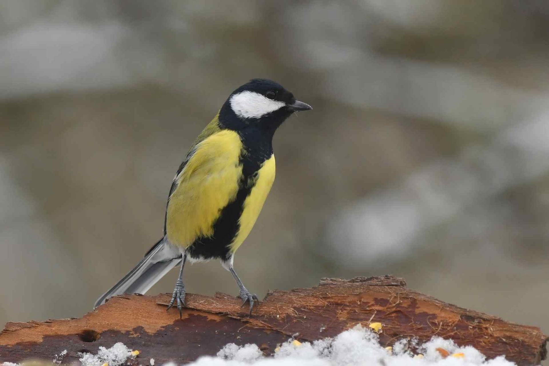 Mésange charbonnière (France, dépt Vienne, 12/25)